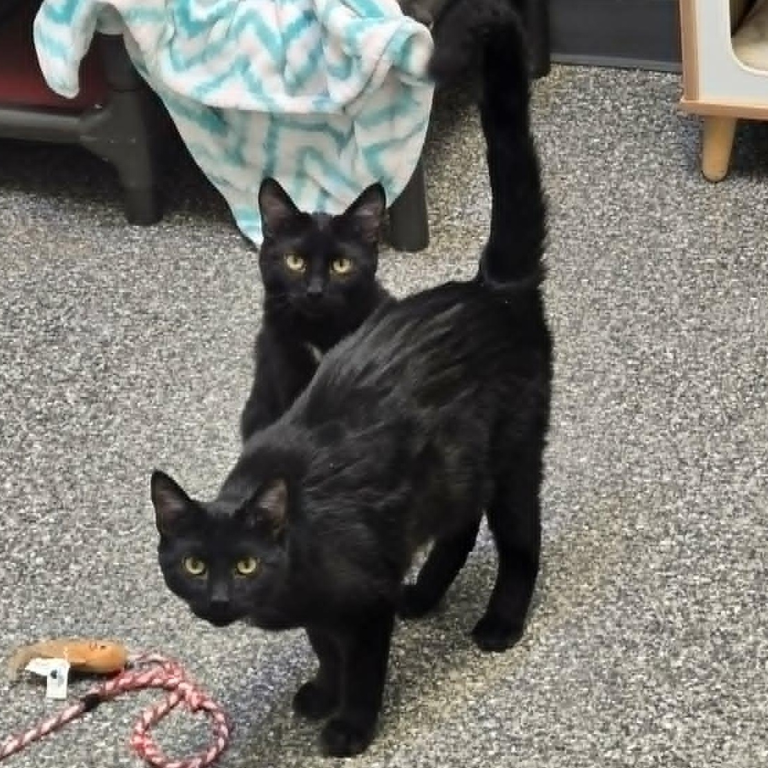 Enlarge Lleyton *With Patrick*, an adopted Domestic Short Hair in Watertown, WI image 4/4