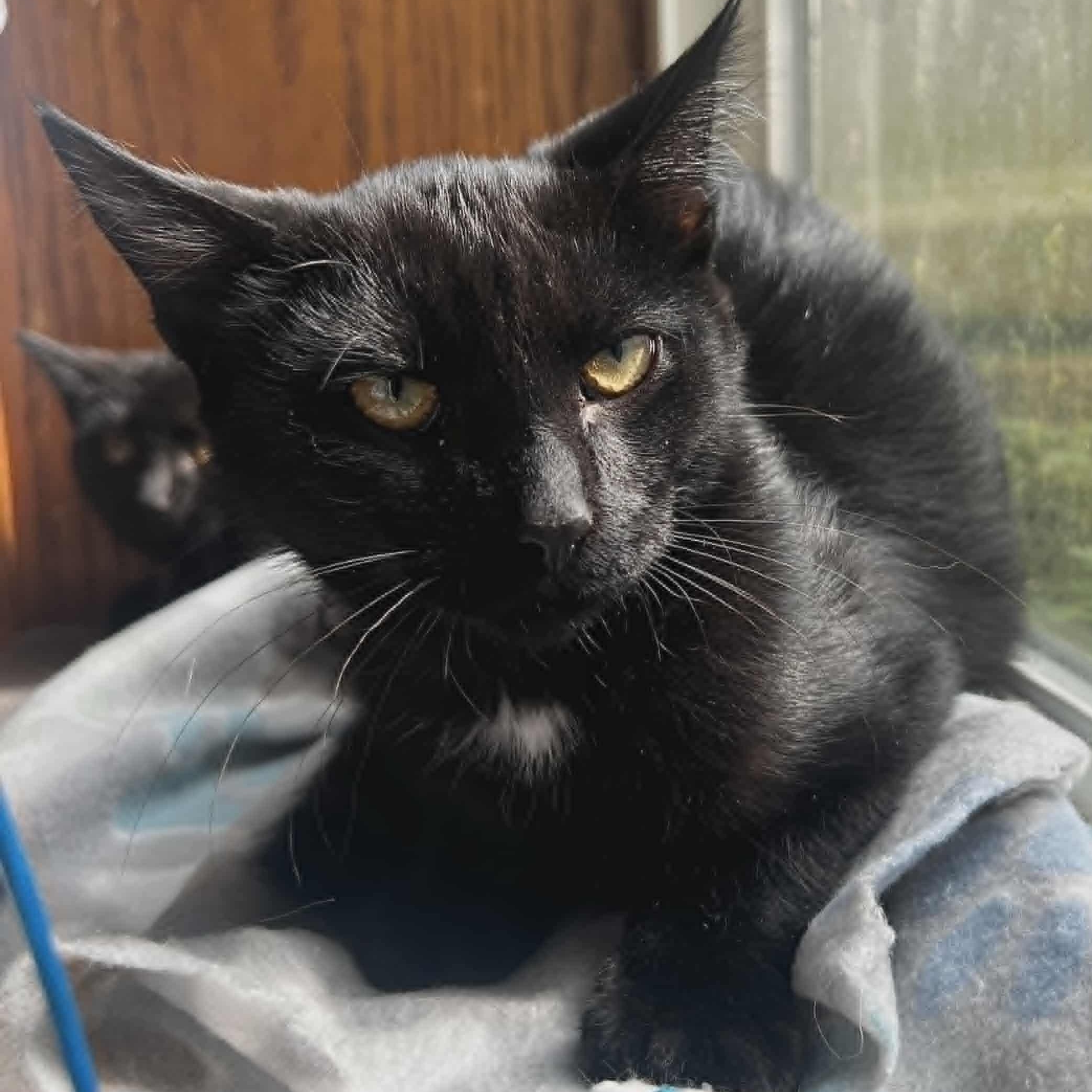 Lleyton, a Adoptable Domestic Short Hair in Watertown, WI image 5/5