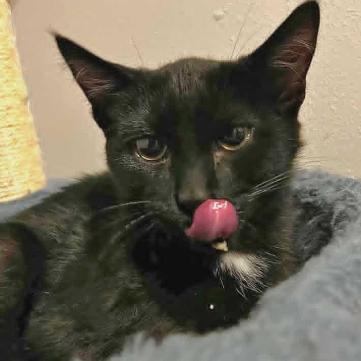 Lleyton, a Adoptable Domestic Short Hair in Watertown, WI image 2/5