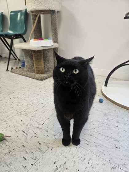 Raven, Adoptable, Adult Female Domestic Short Hair & Domestic Short Hair.
