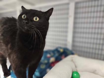 Enlarge Raven, a Adoptable mixed breed in Mount Pleasant, IA image 1/3