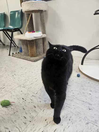 Enlarge Raven, a Adoptable mixed breed in Mount Pleasant, IA image 2/2