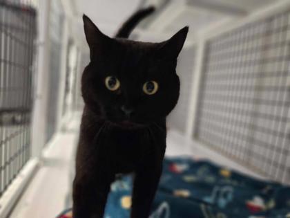 Enlarge Raven, a Adoptable mixed breed in Mount Pleasant, IA image 3/3