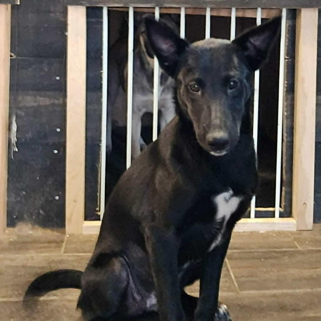 Enlarge Luna Tuna ML, a Adoptable mixed breed in St Charles, MO image 1/1