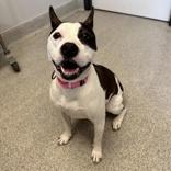 Enlarge Nina, a ADOPTABLE Mixed Breed in Lansing, MI image 3/3