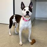 Enlarge Nina, a ADOPTABLE Mixed Breed in Lansing, MI image 2/3