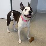 Nina, ADOPTABLE, Adult Female Mixed Breed.