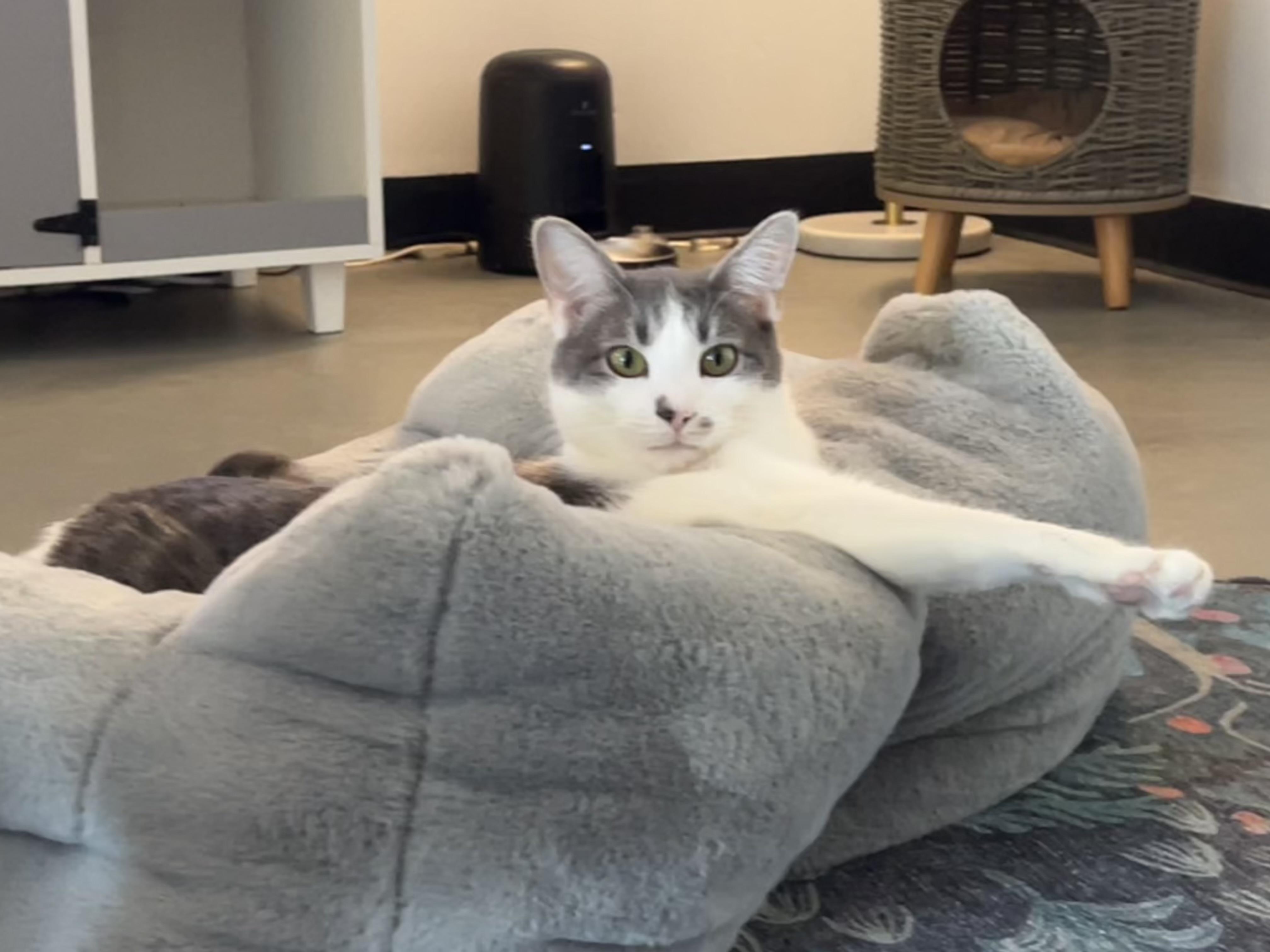 Enlarge Doc Holliday, a Adoptable Domestic Short Hair in Burlington, VT image 1/6