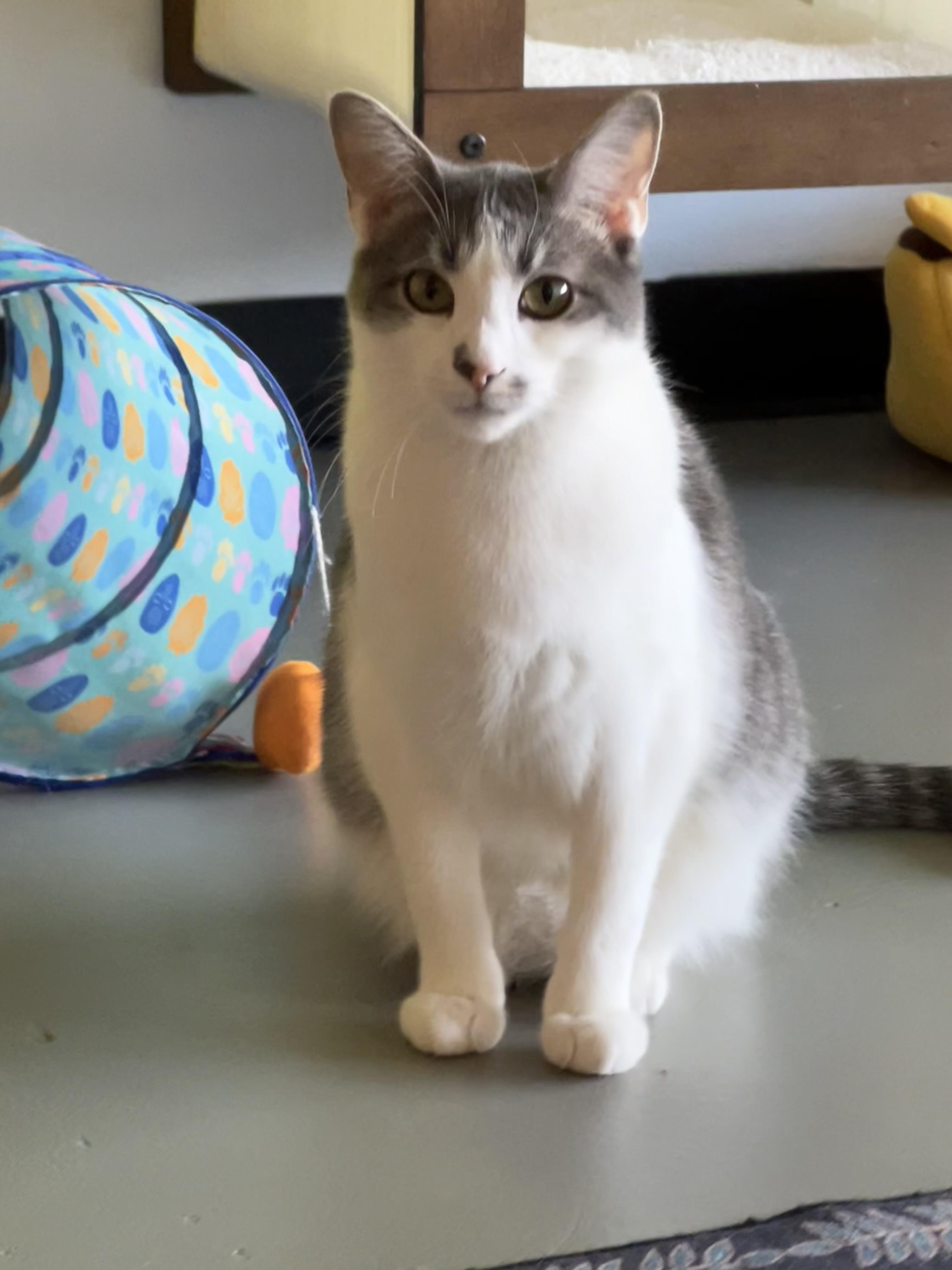 Enlarge Doc Holliday, a Adoptable Domestic Short Hair in Burlington, VT image 2/6