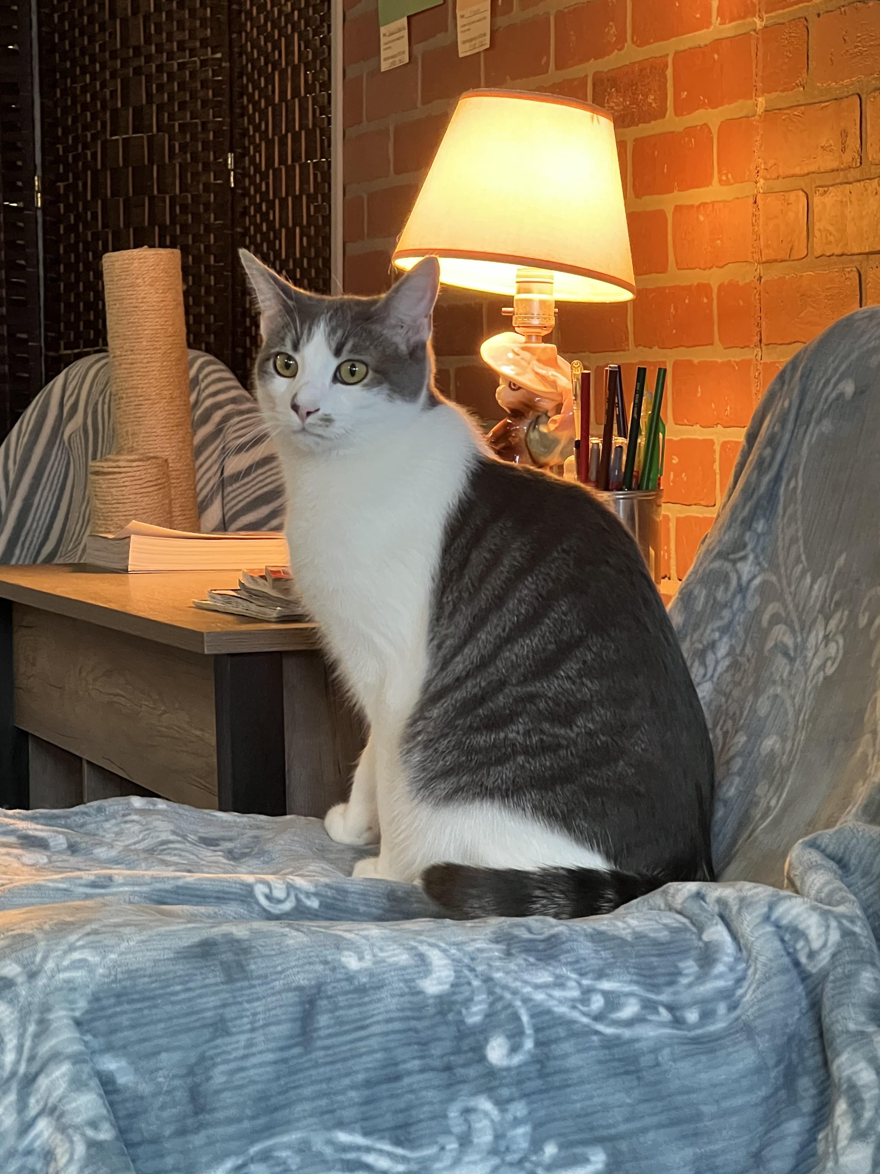 Enlarge Doc Holliday, a Adoptable Domestic Short Hair in Burlington, VT image 3/6