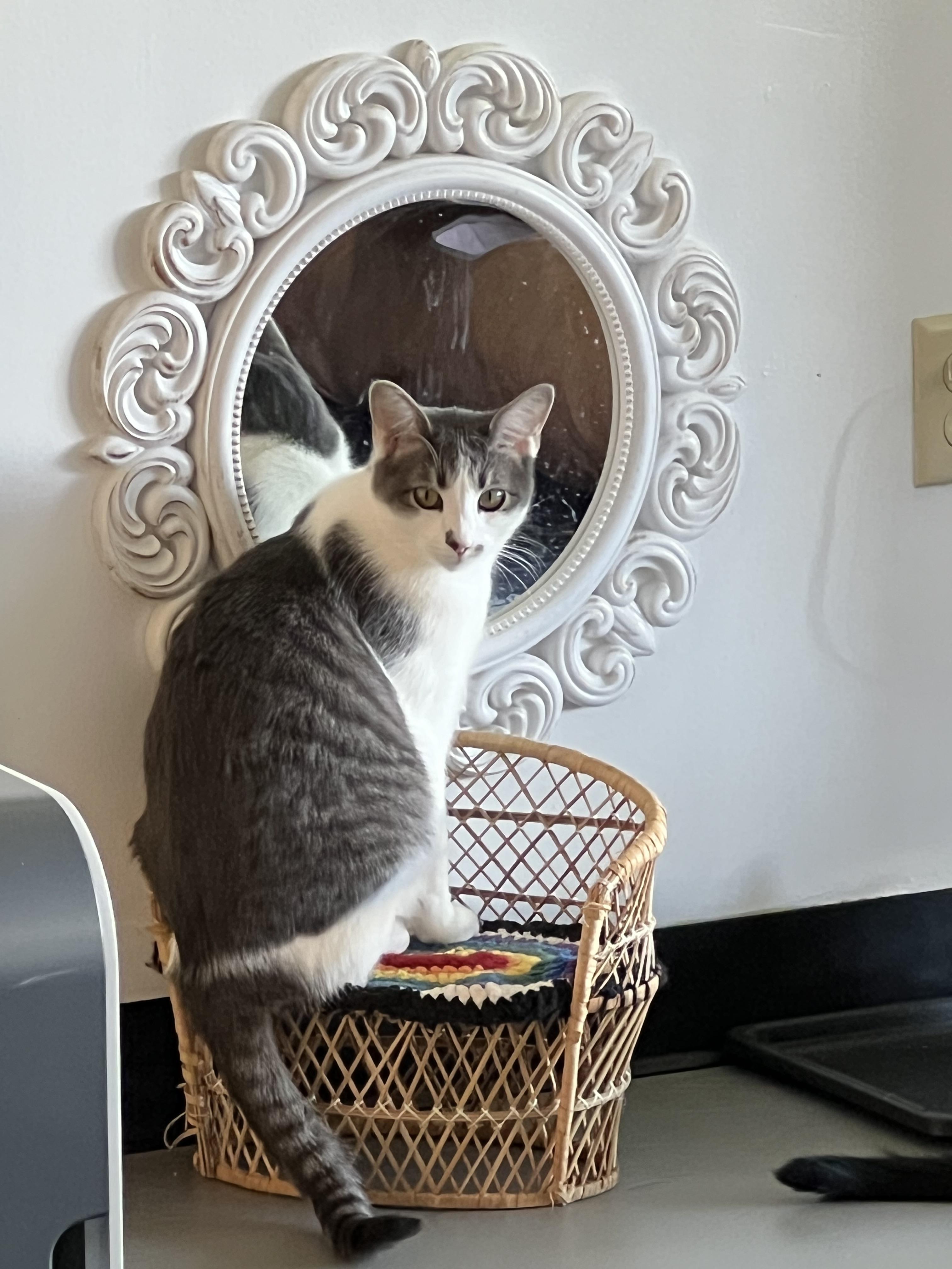 Enlarge Doc Holliday, a Adoptable Domestic Short Hair in Burlington, VT image 5/6