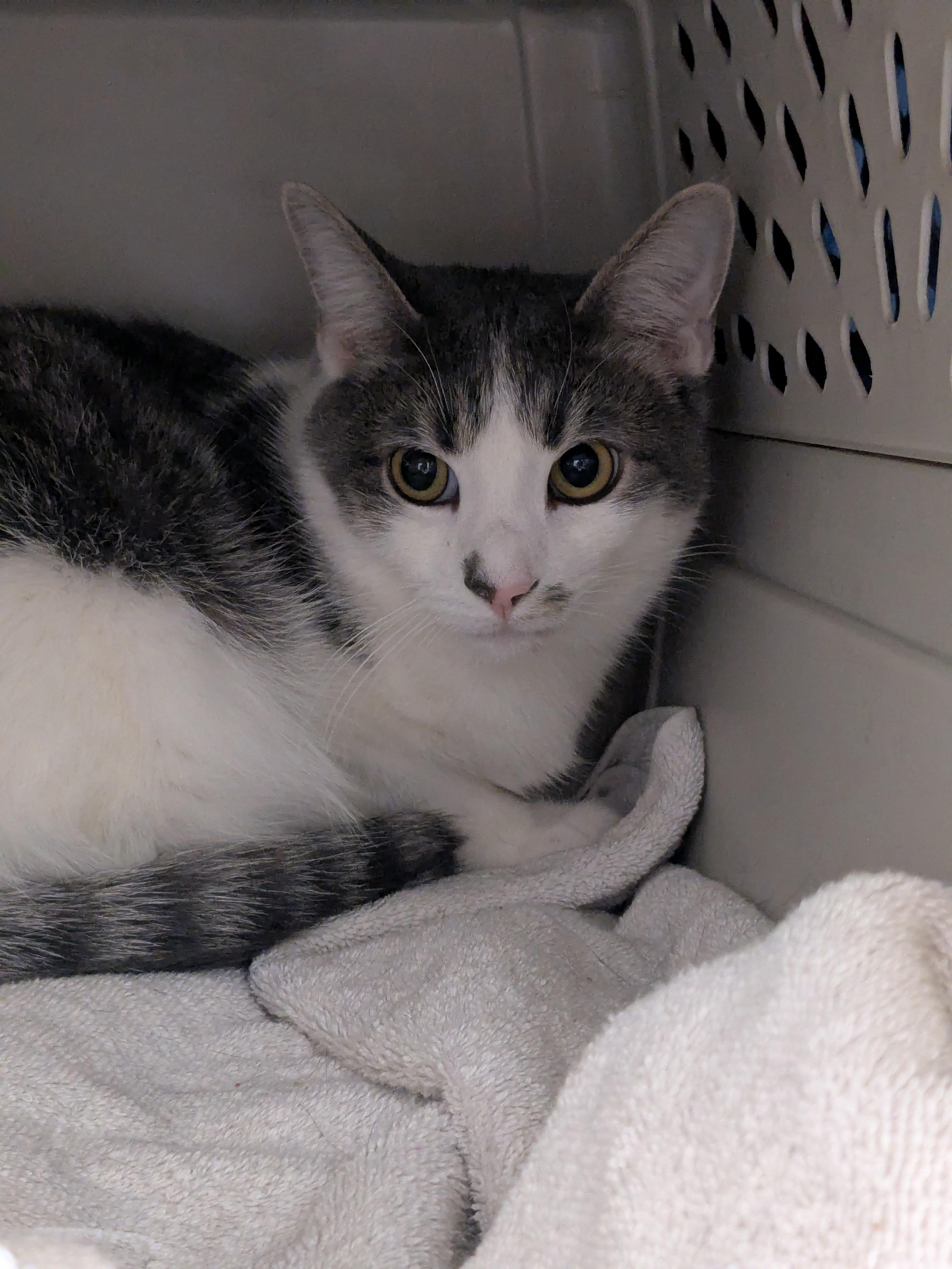 Enlarge Doc Holliday, a Adoptable Domestic Short Hair in Burlington, VT image 6/6