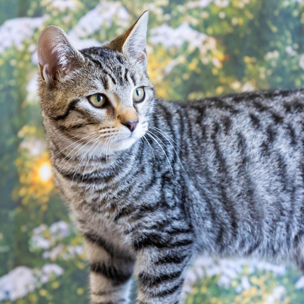 Rene, Adoptable, Kitten Male Domestic Short Hair.