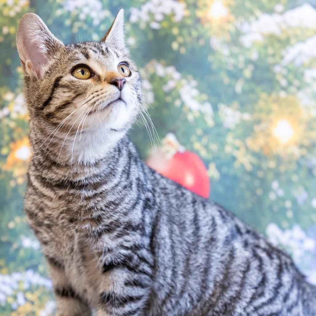 Enlarge Rene, a Adoptable Domestic Short Hair in Cartersville, GA image 2/4