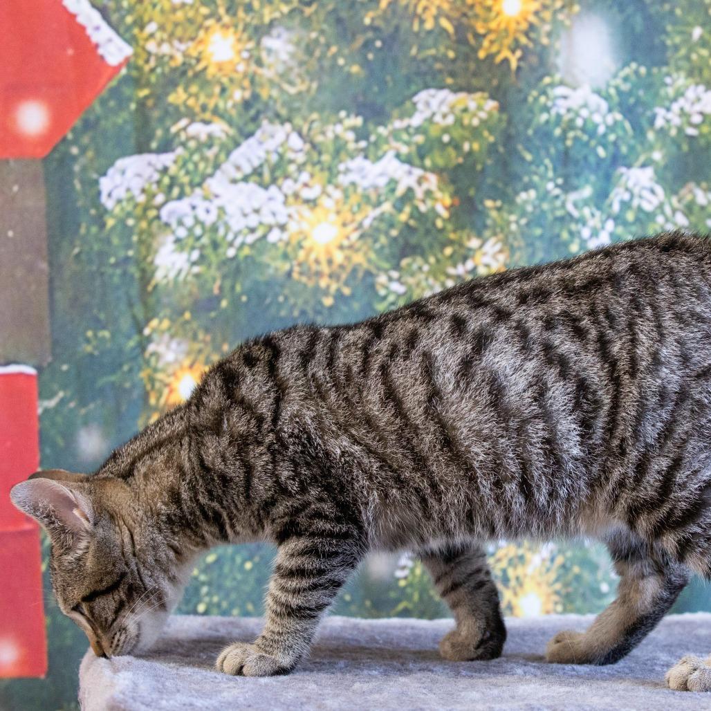 Enlarge Rene, a Adoptable Domestic Short Hair in Cartersville, GA image 3/4