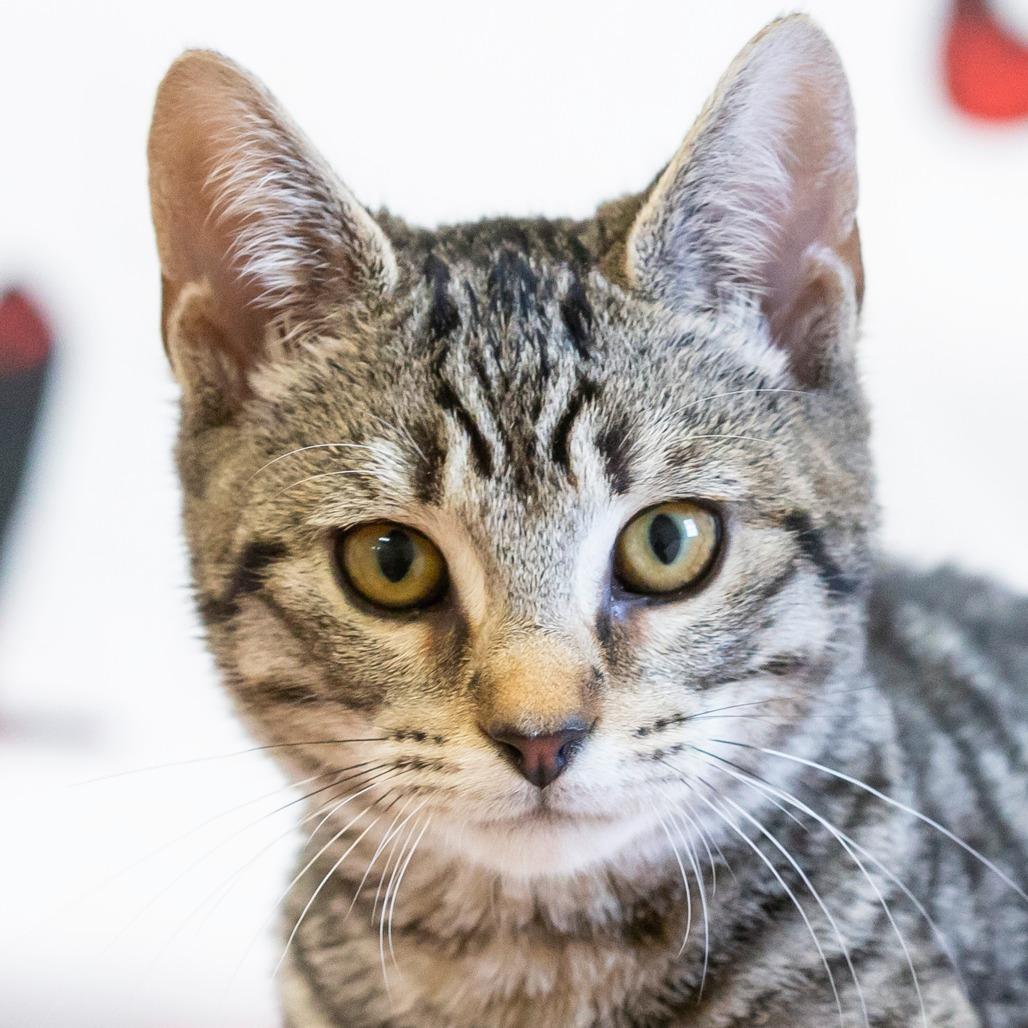 Enlarge Rene, a Adoptable Domestic Short Hair in Cartersville, GA image 4/4