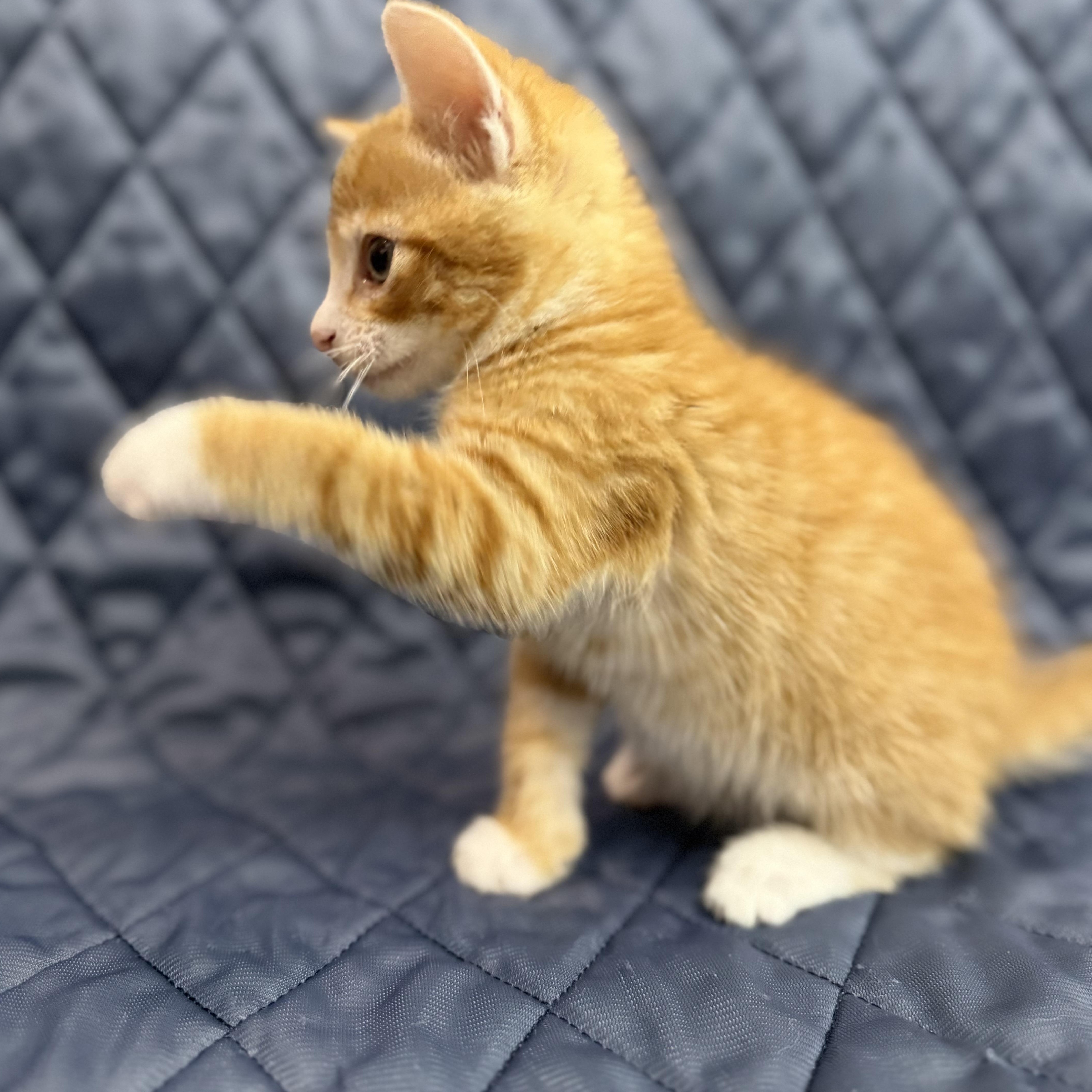 Earl, an adopted Domestic Short Hair in Washington, DC image 2/4