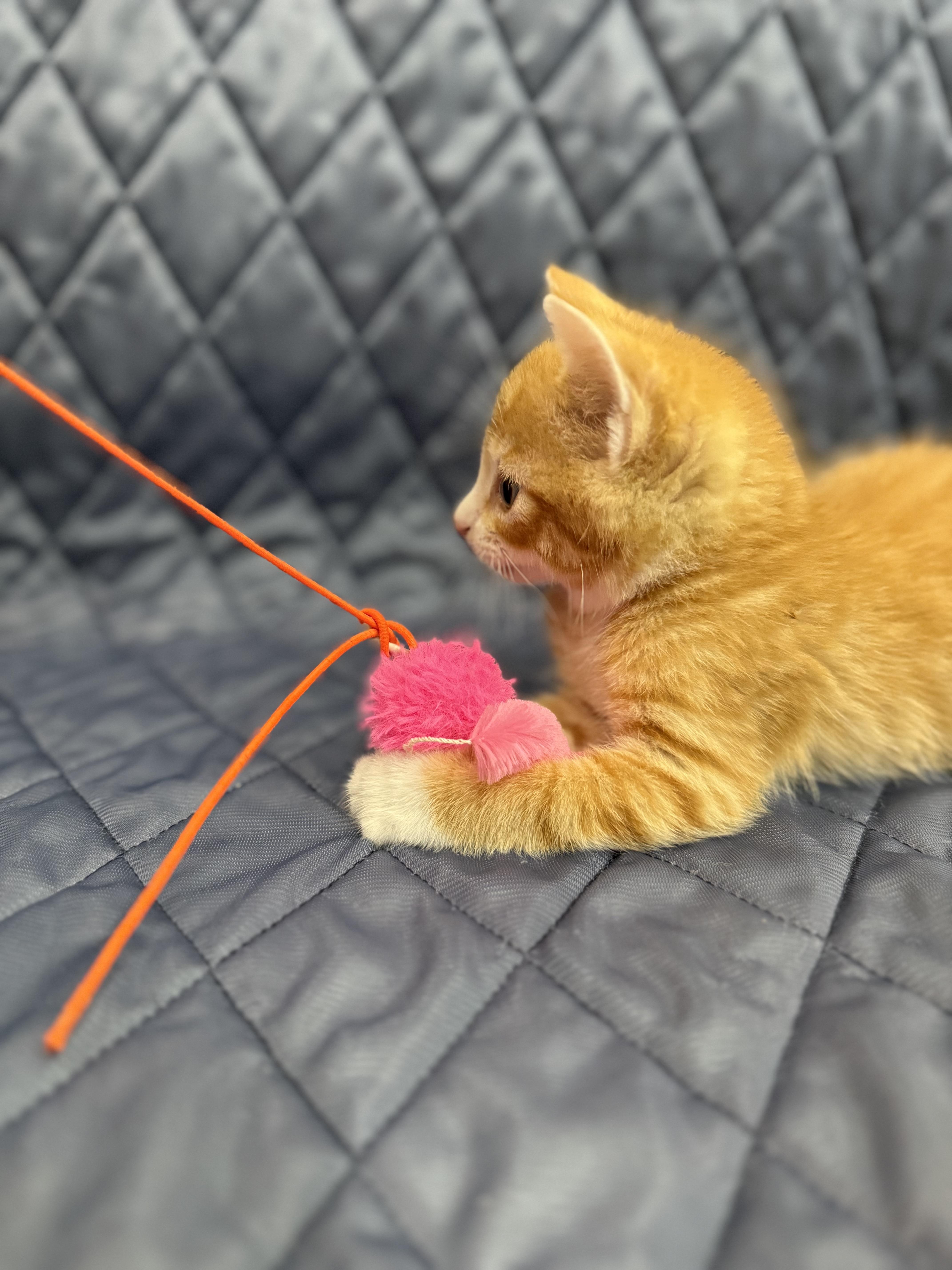Earl, an adopted Domestic Short Hair in Washington, DC image 4/4