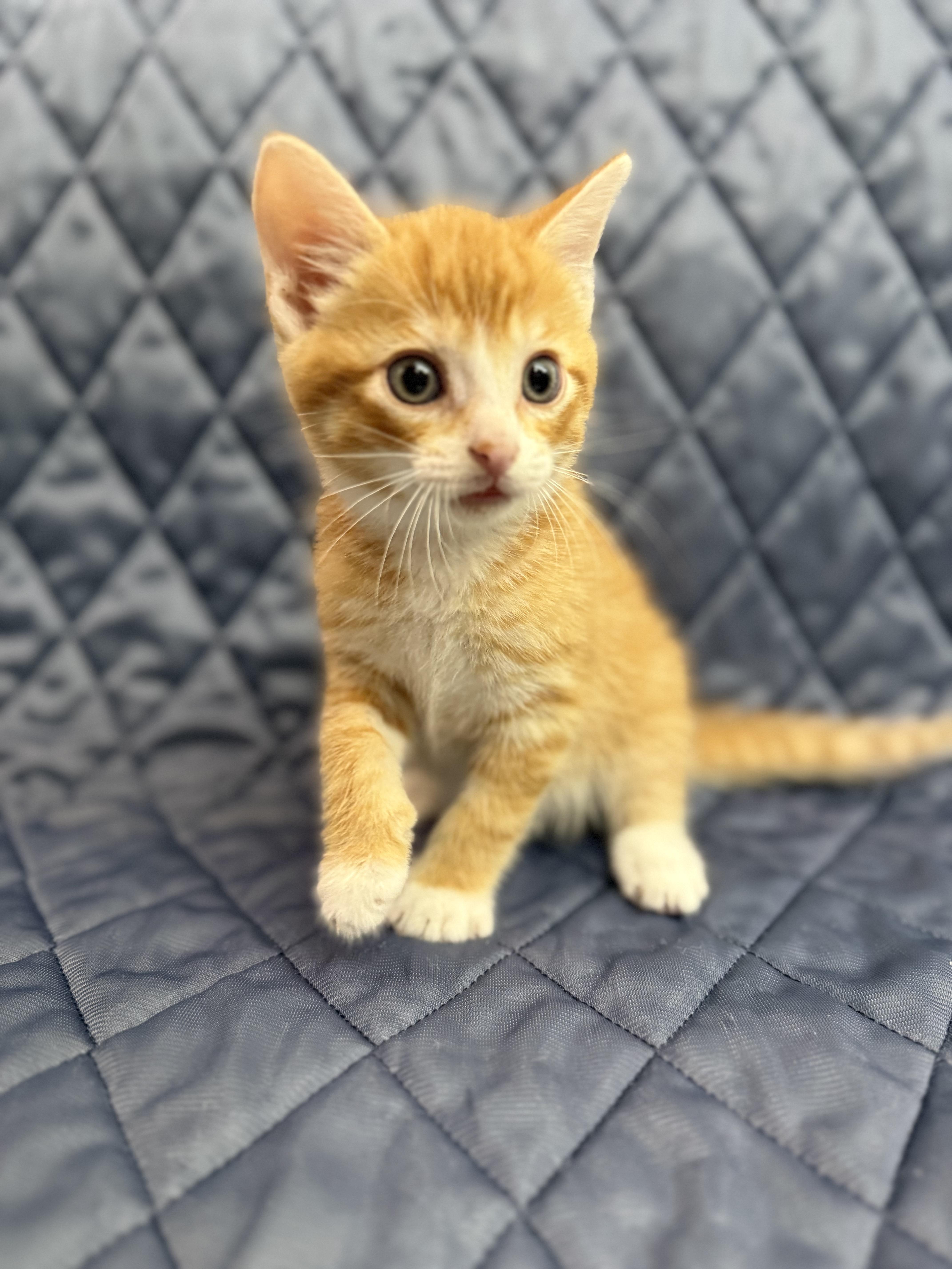 Earl, adopted, Kitten Male Domestic Short Hair.