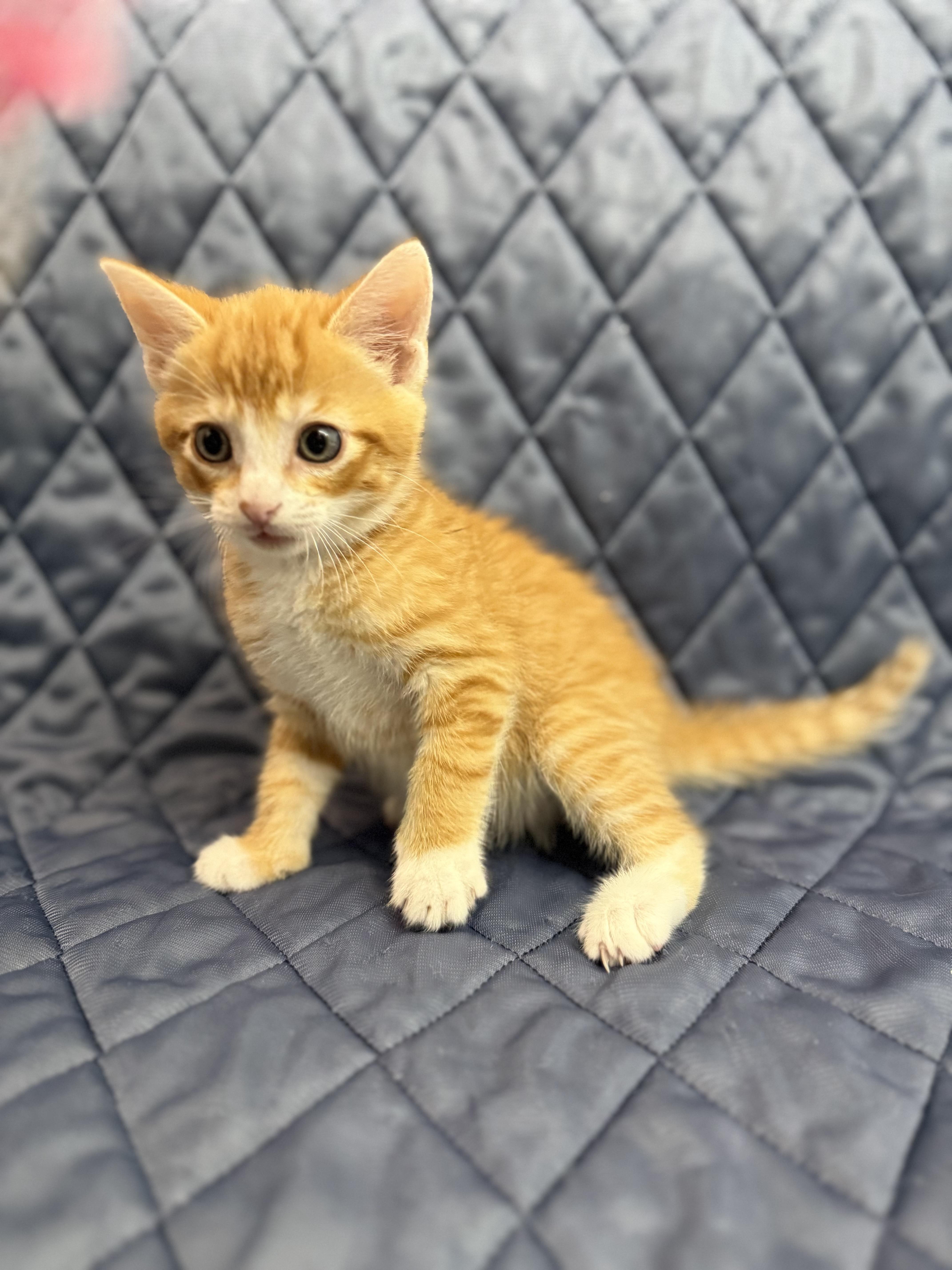 Earl, an adopted Domestic Short Hair in Washington, DC image 3/4