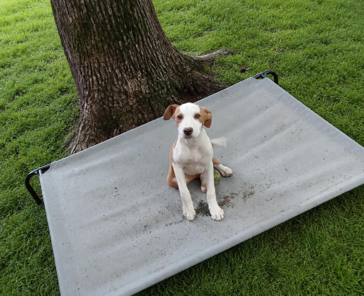 Annie, ADOPTABLE, Puppy Female American Staffordshire Terrier & Labrador Retriever.