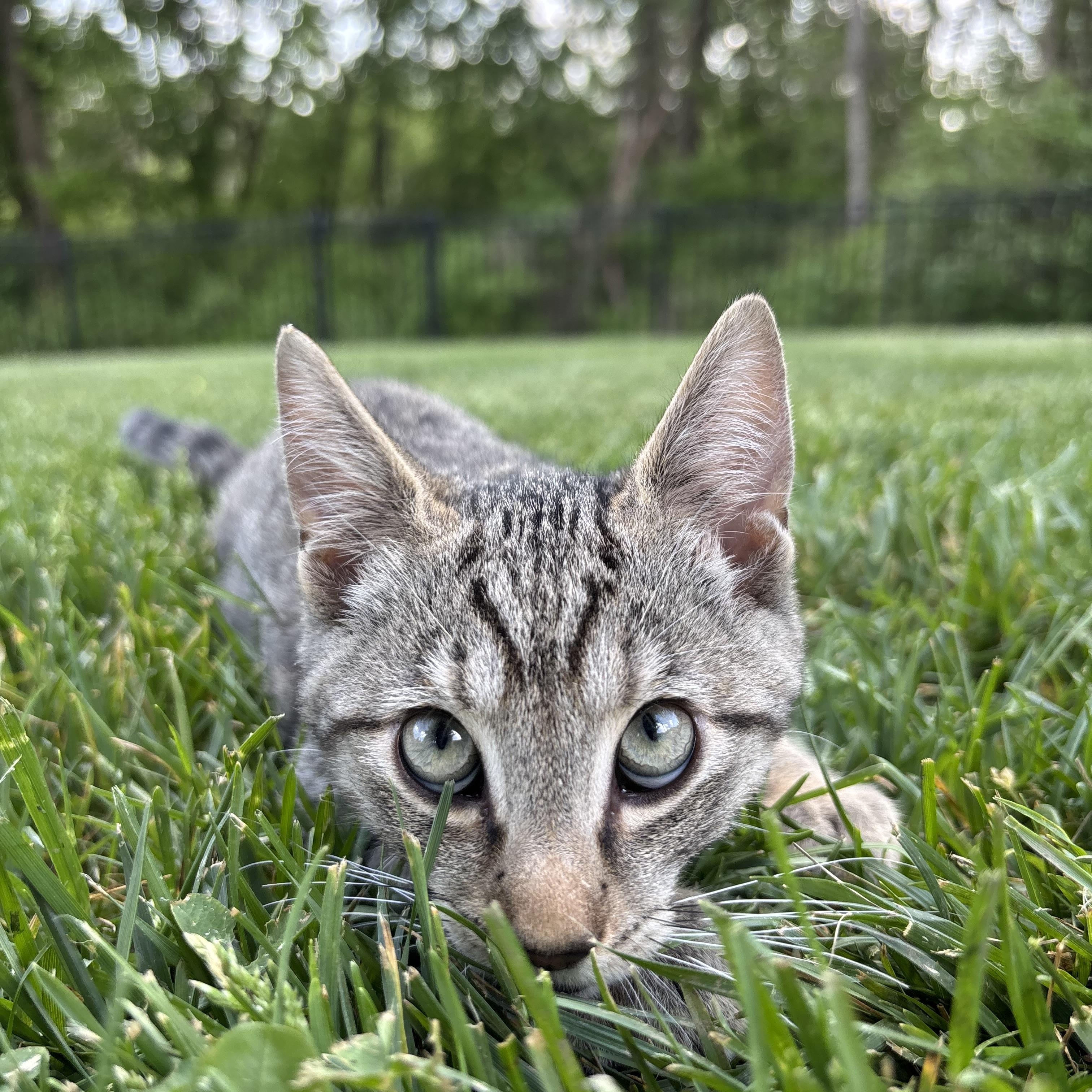 Enlarge French Onion, an adoptable Domestic Short Hair in Columbus, OH image 3/6