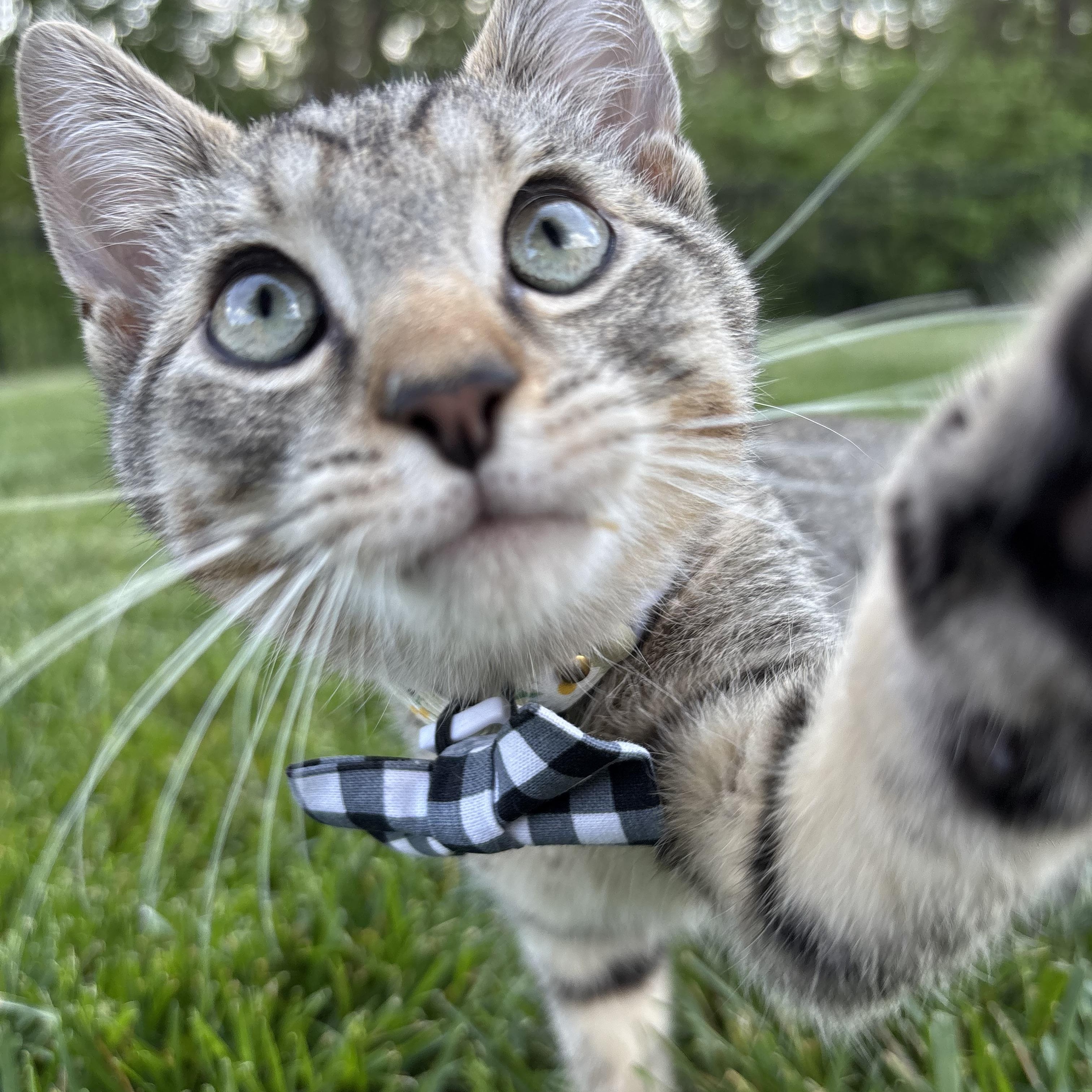 Enlarge French Onion, an adoptable Domestic Short Hair in Columbus, OH image 4/6