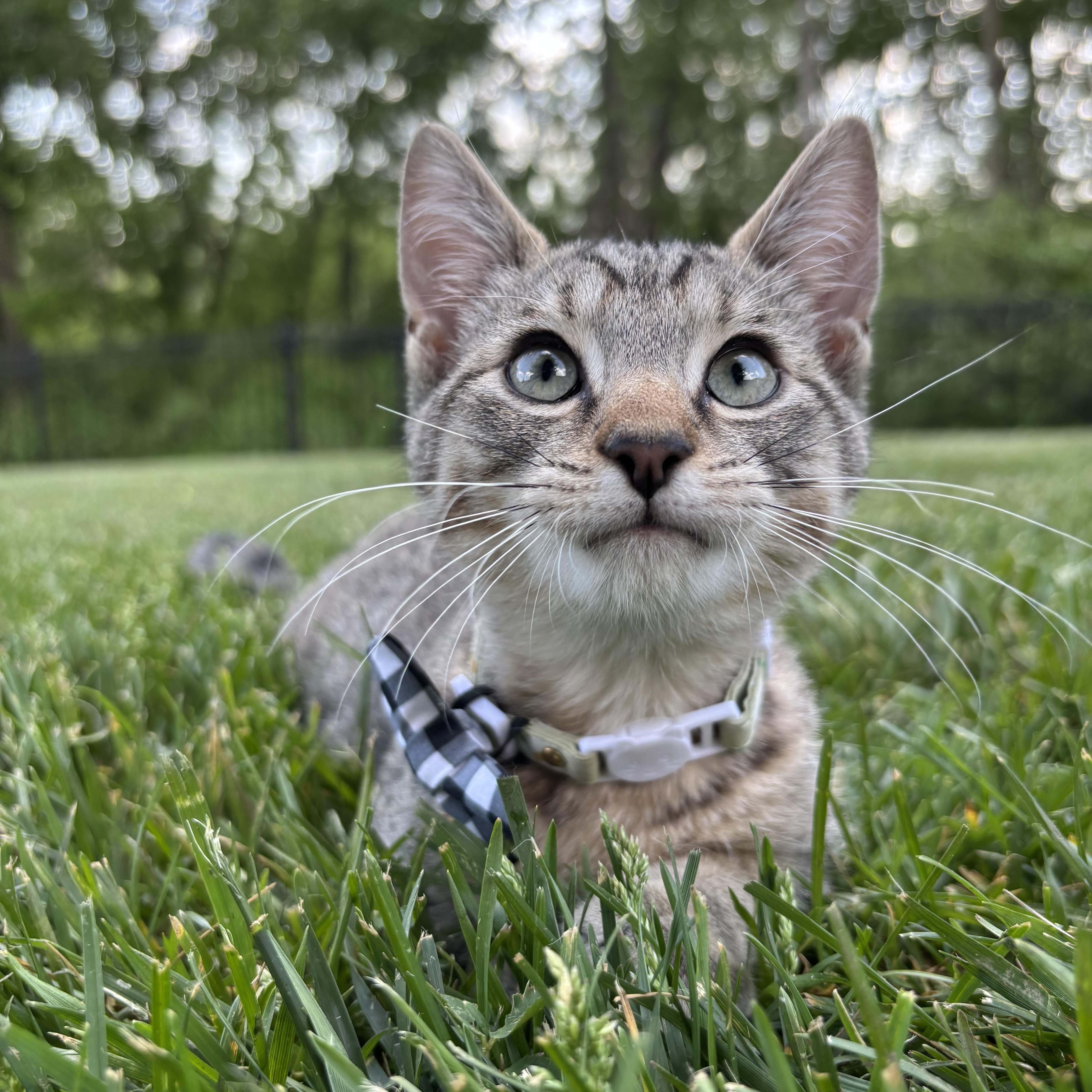 French Onion, adoptable, Kitten Male Domestic Short Hair.