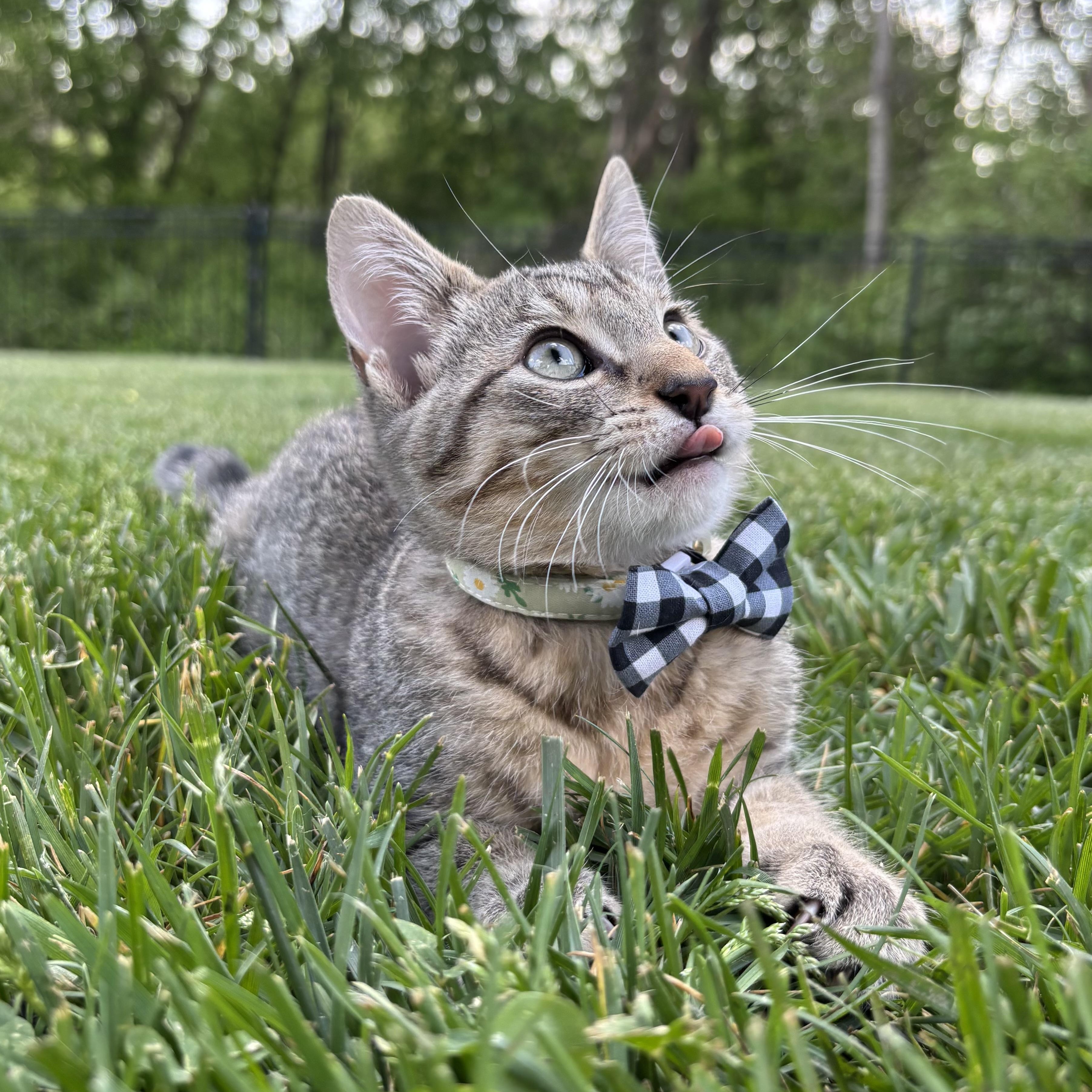 Enlarge French Onion, an adoptable Domestic Short Hair in Columbus, OH image 6/6