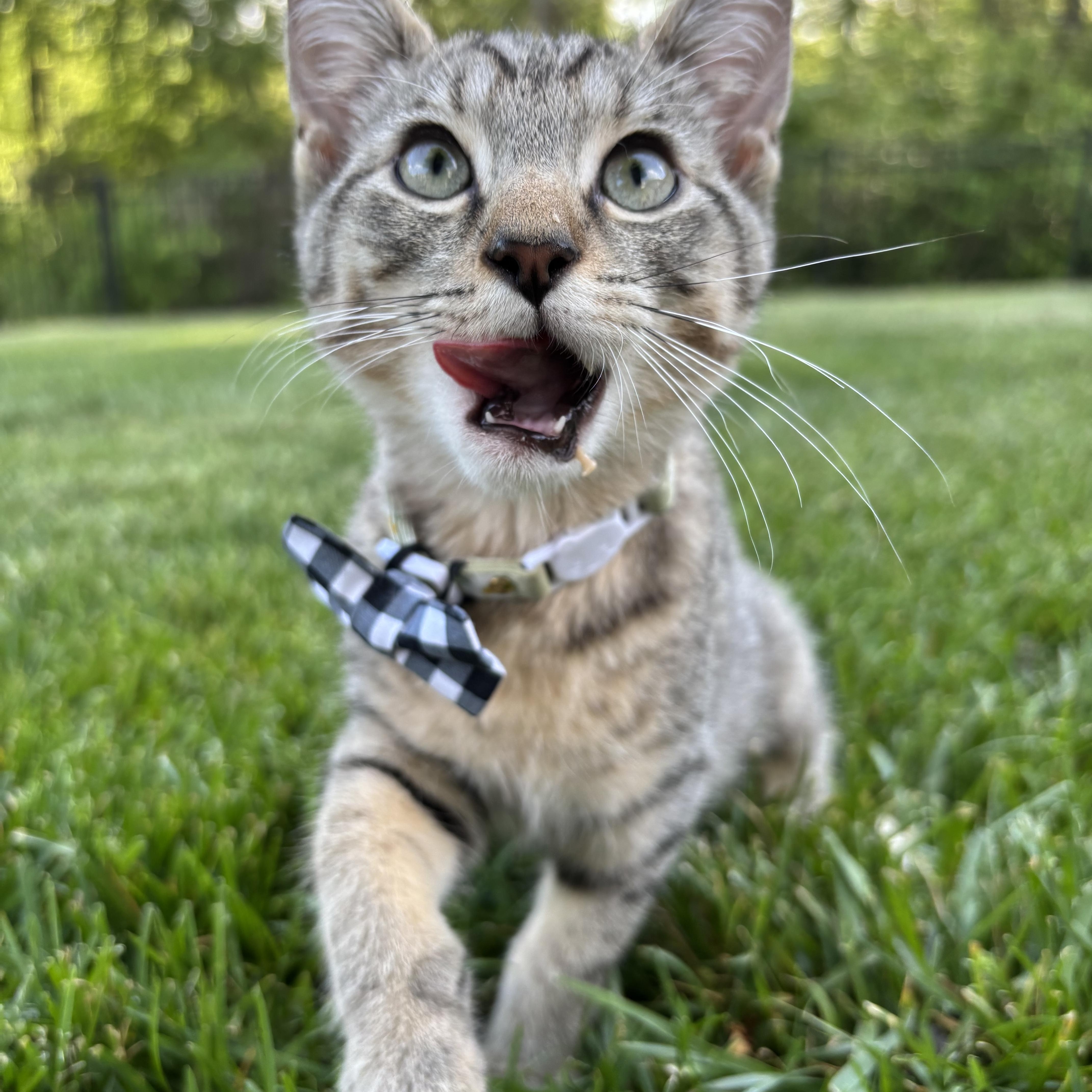 Enlarge French Onion, an adoptable Domestic Short Hair in Columbus, OH image 5/6