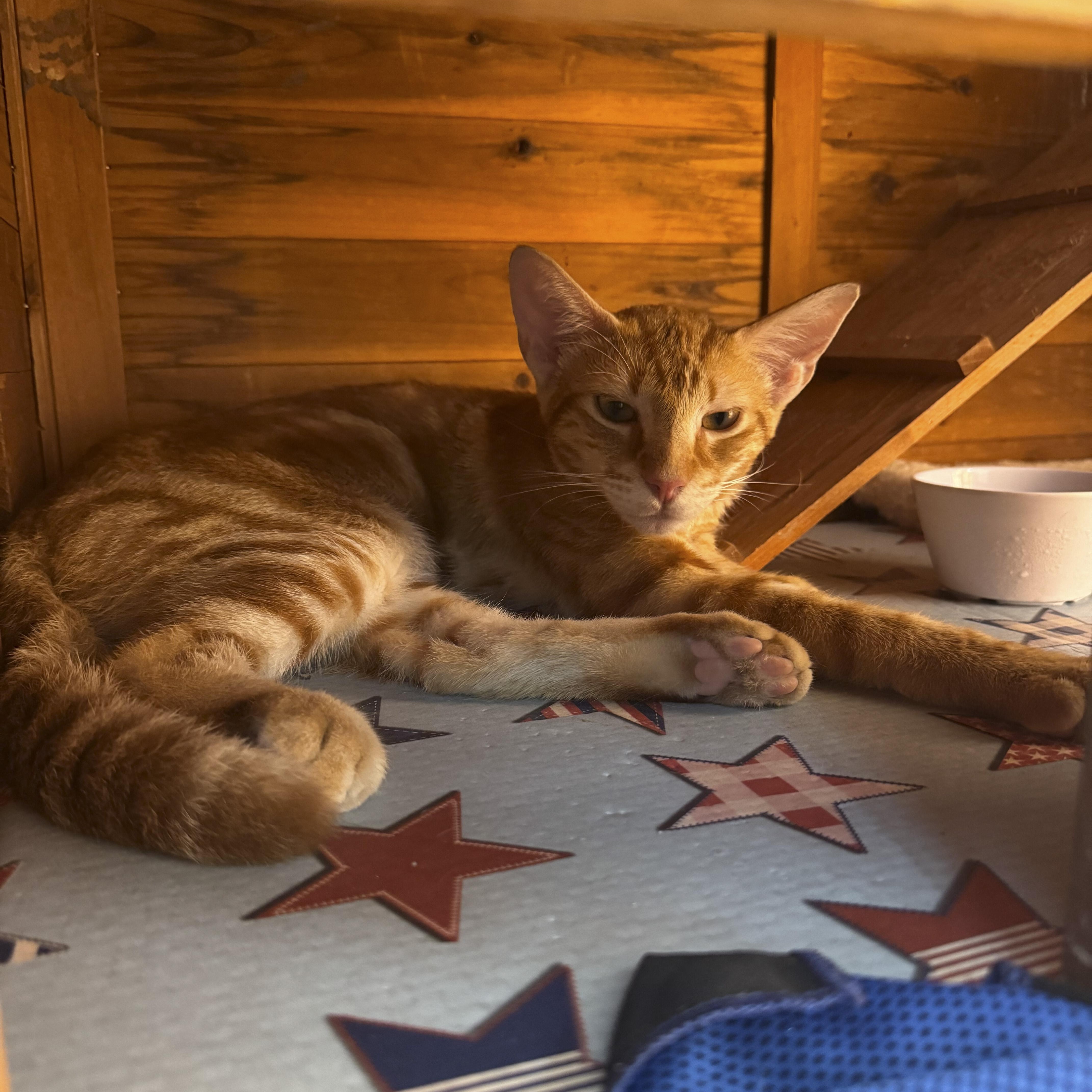 Simba photo
