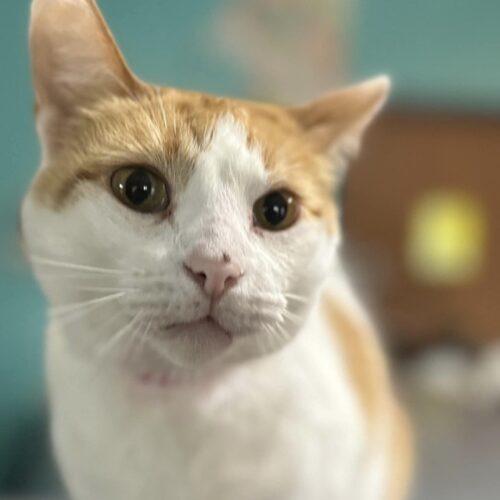 Hitchhiker — thumbnail 2