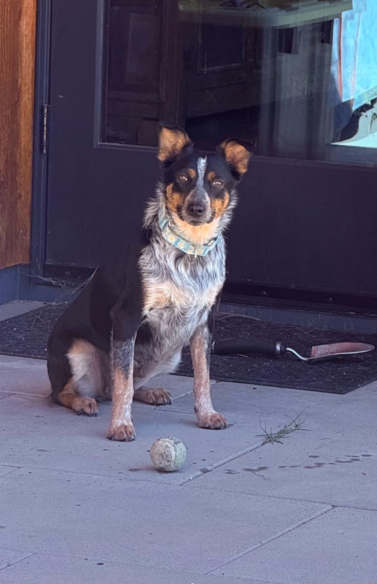 Artemis, ADOPTABLE, Young Female Australian Cattle Dog / Blue Heeler.