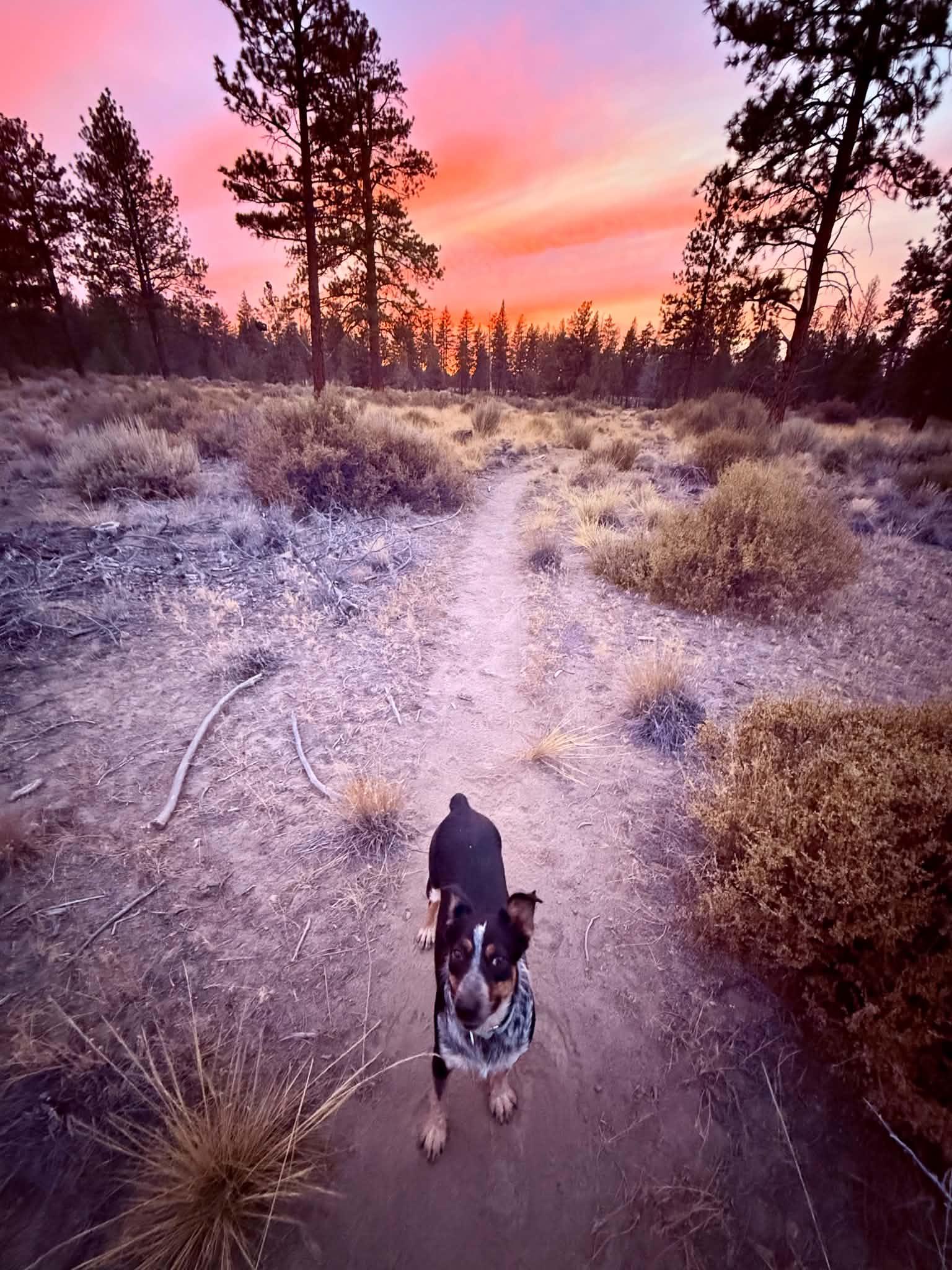 Enlarge Artemis, a ADOPTABLE mixed breed in Bend, OR image 3/5
