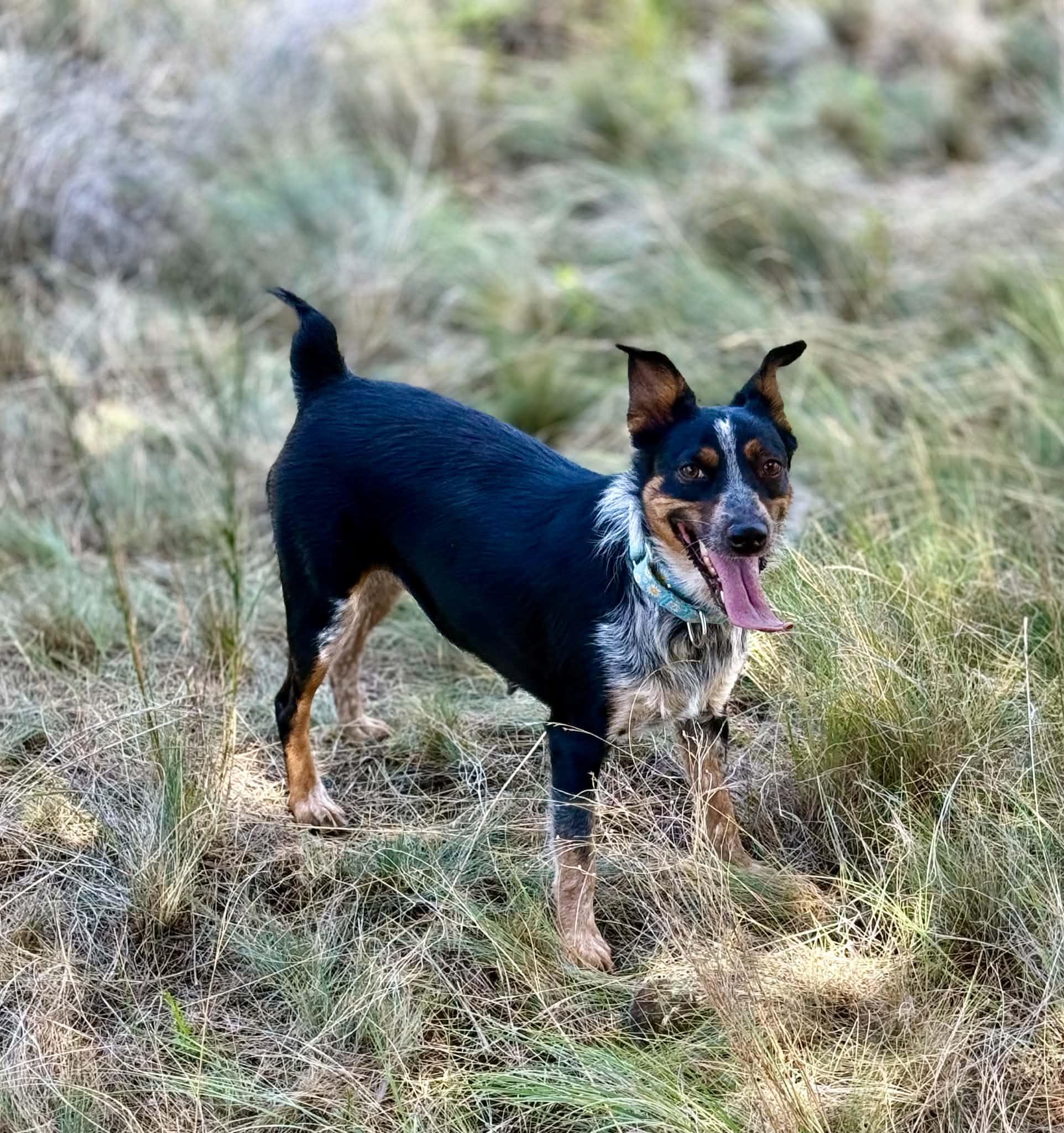 Enlarge Artemis, a ADOPTABLE mixed breed in Bend, OR image 2/5