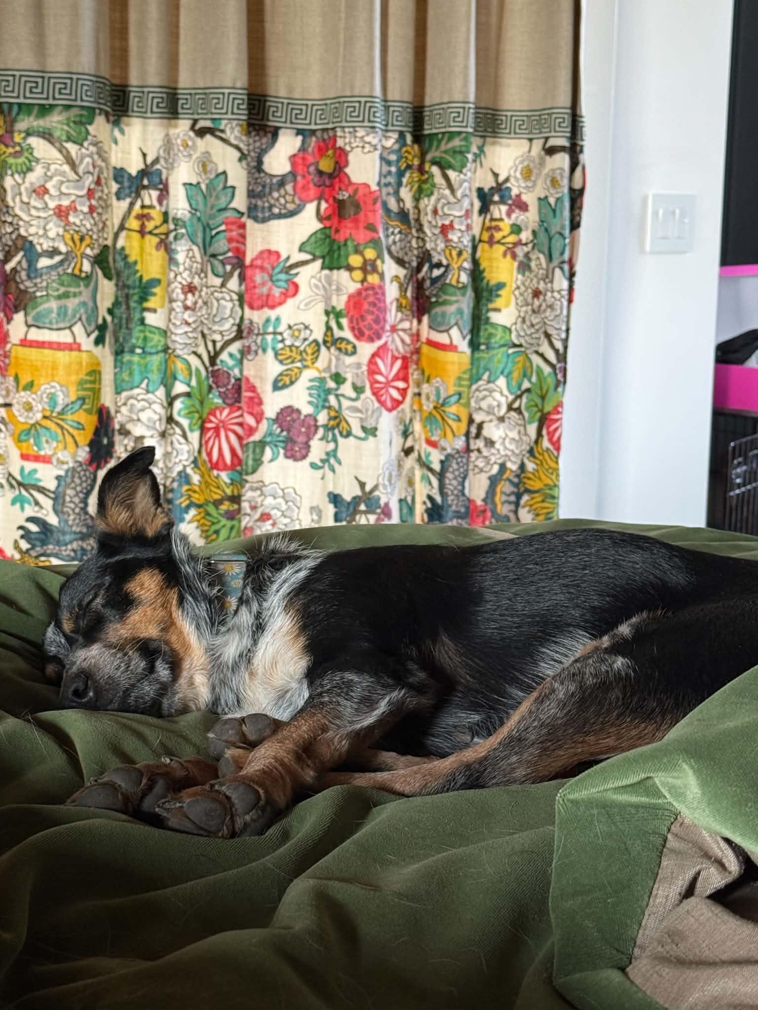 Enlarge Artemis, a ADOPTABLE mixed breed in Bend, OR image 4/5