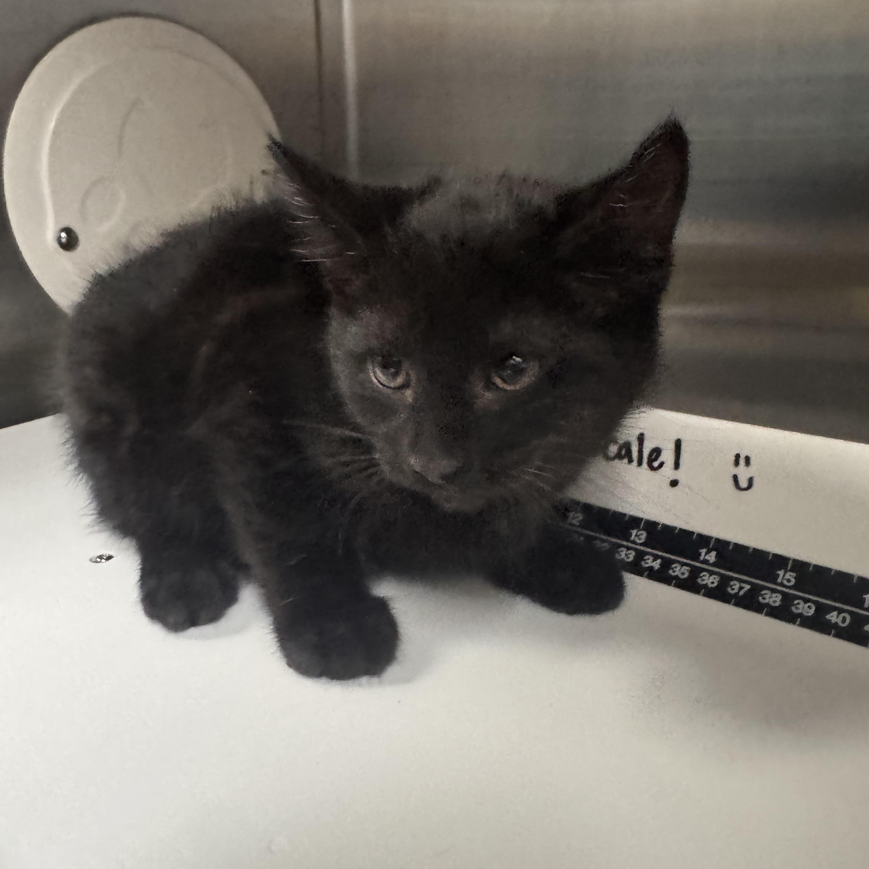 Enlarge Mooshu, an adopted Domestic Short Hair in Allegan, MI image 1/1