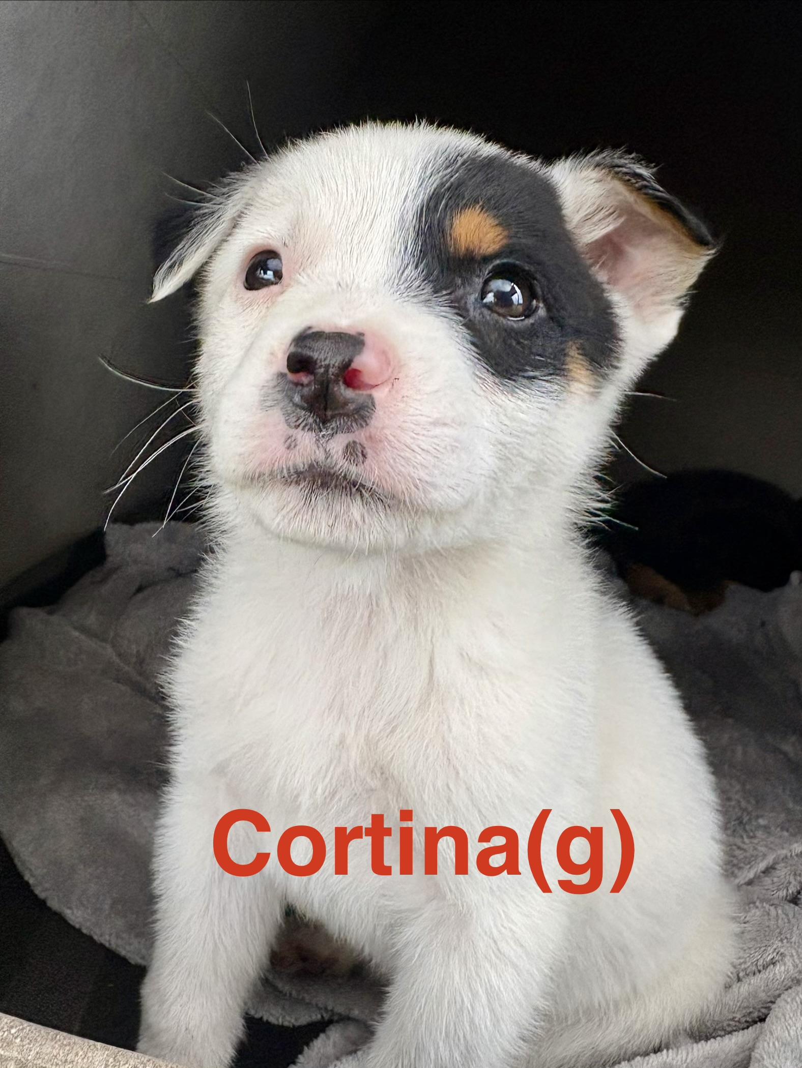 Cortina, Adoptable, Puppy Female Australian Cattle Dog / Blue Heeler.