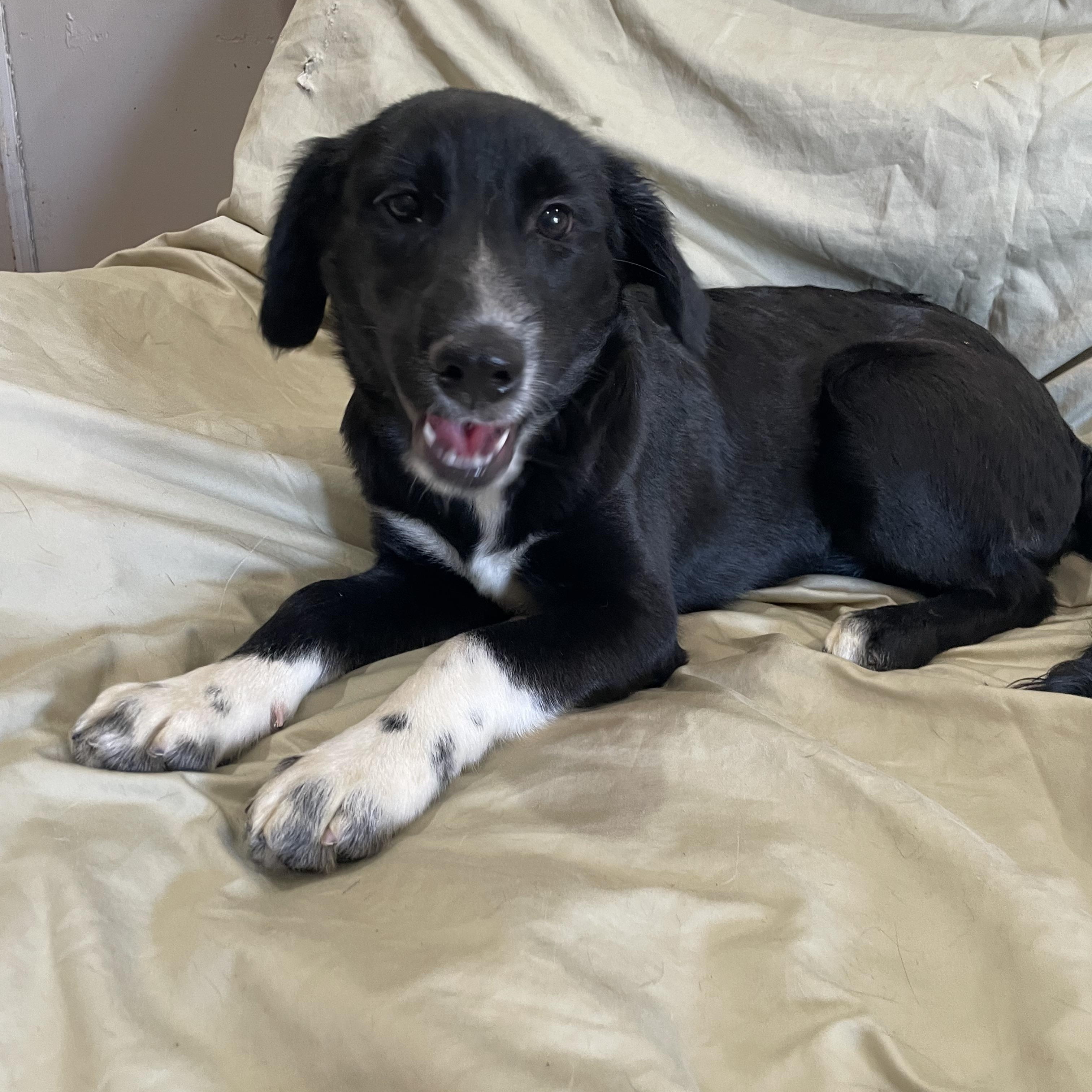 Enlarge Kubo, a Adoptable Border Collie in Phoenix, AZ image 1/2