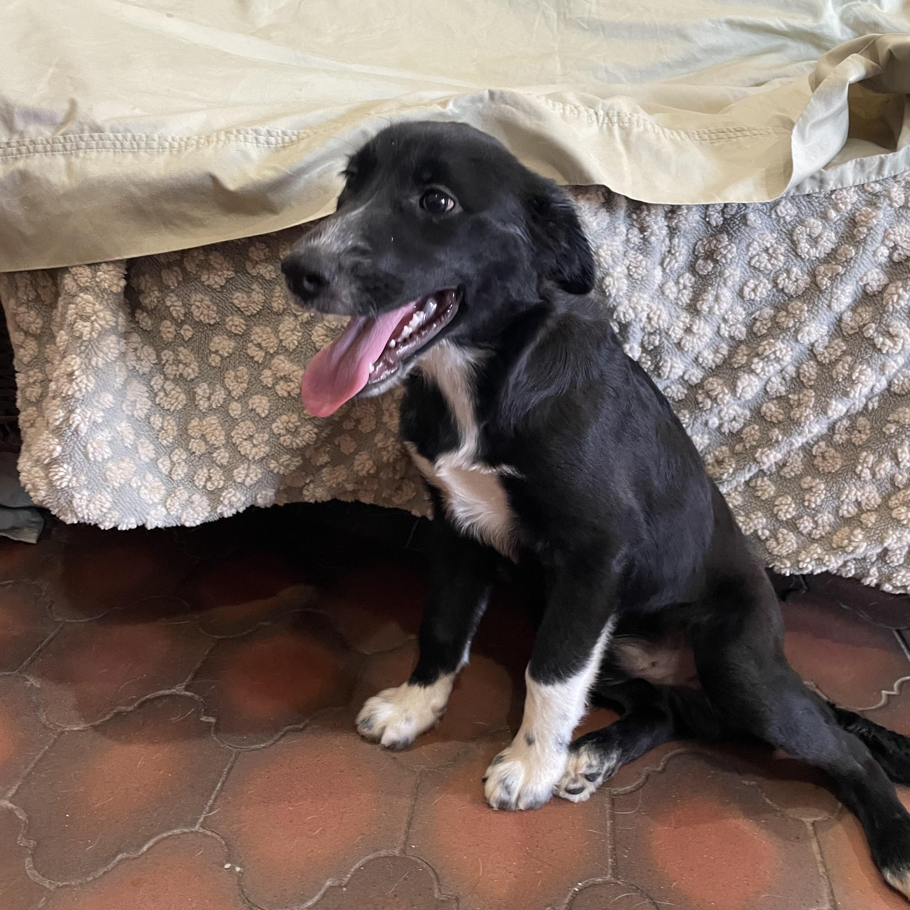 Enlarge Kubo, a Adoptable Border Collie in Phoenix, AZ image 2/2