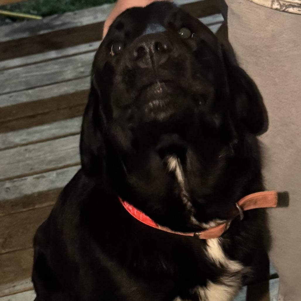 Bruno, Adoptable, Adult Male Yellow Labrador Retriever.