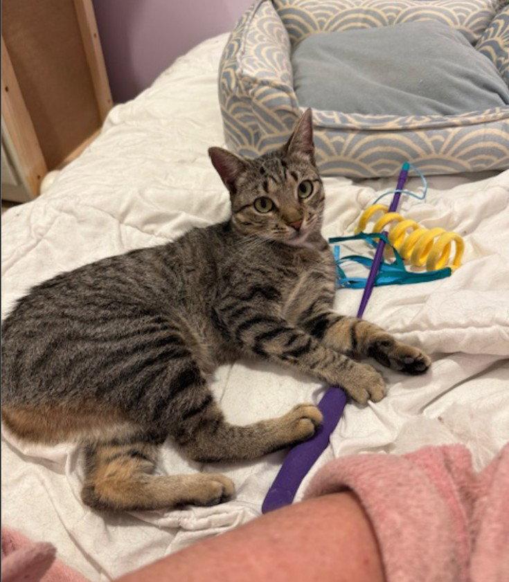 Enlarge Meetsy, a Adoptable Domestic Short Hair in Herndon, VA image 1/3