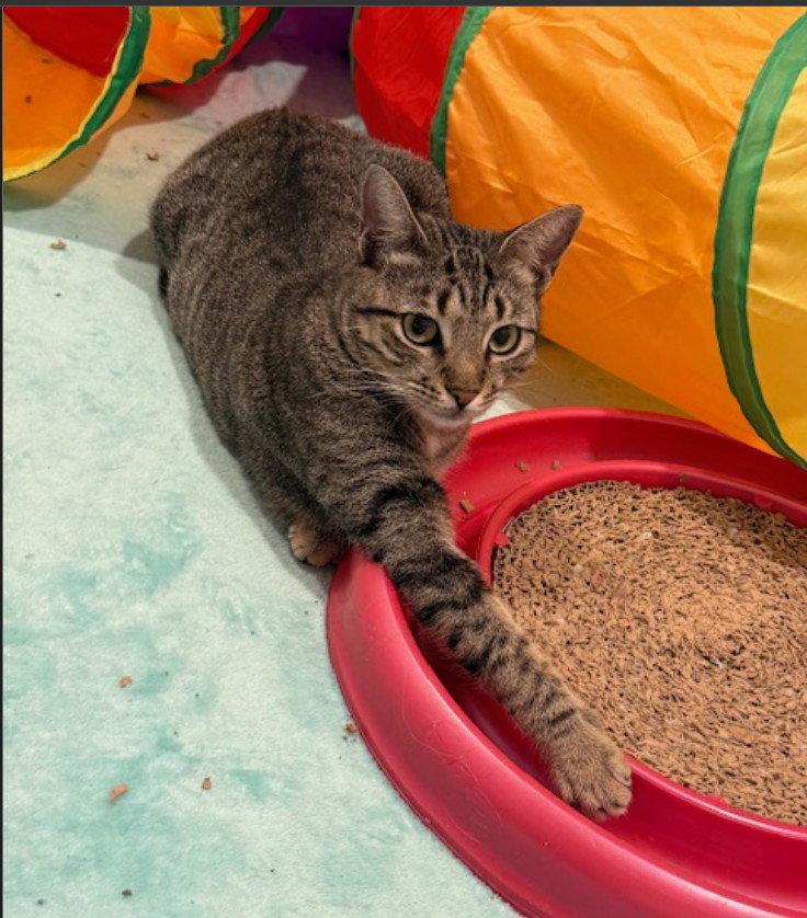 Enlarge Meetsy, a Adoptable Domestic Short Hair in Herndon, VA image 2/3