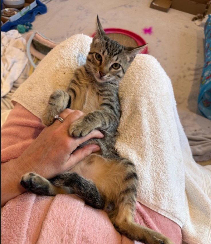 Enlarge Meetsy, a Adoptable Domestic Short Hair in Herndon, VA image 3/3
