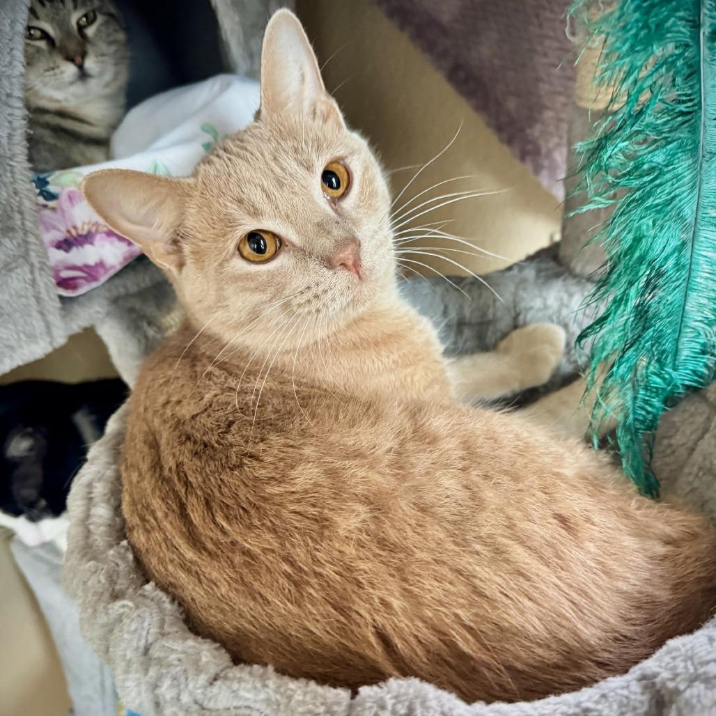 Elbert, Adoptable, Young Male Domestic Short Hair.