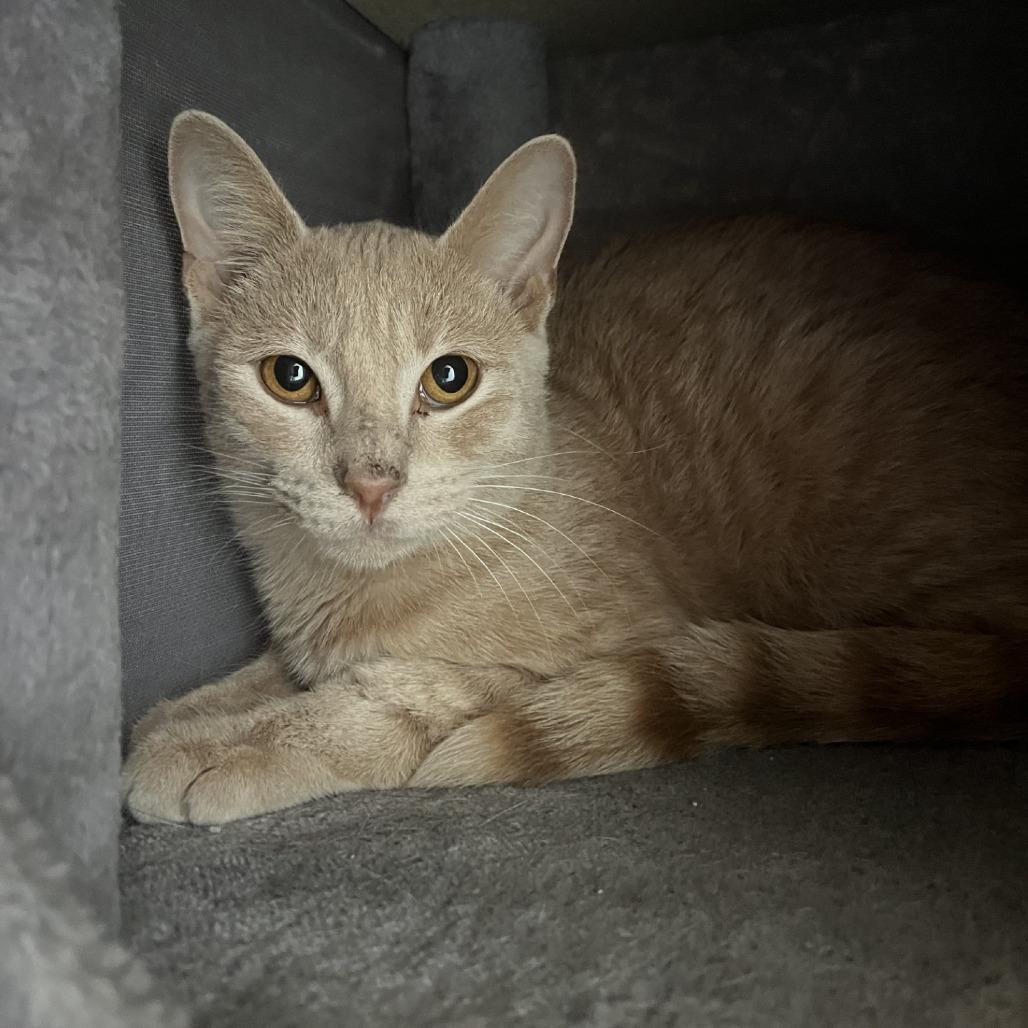 Elbert, Adoptable, Young Male Domestic Short Hair.