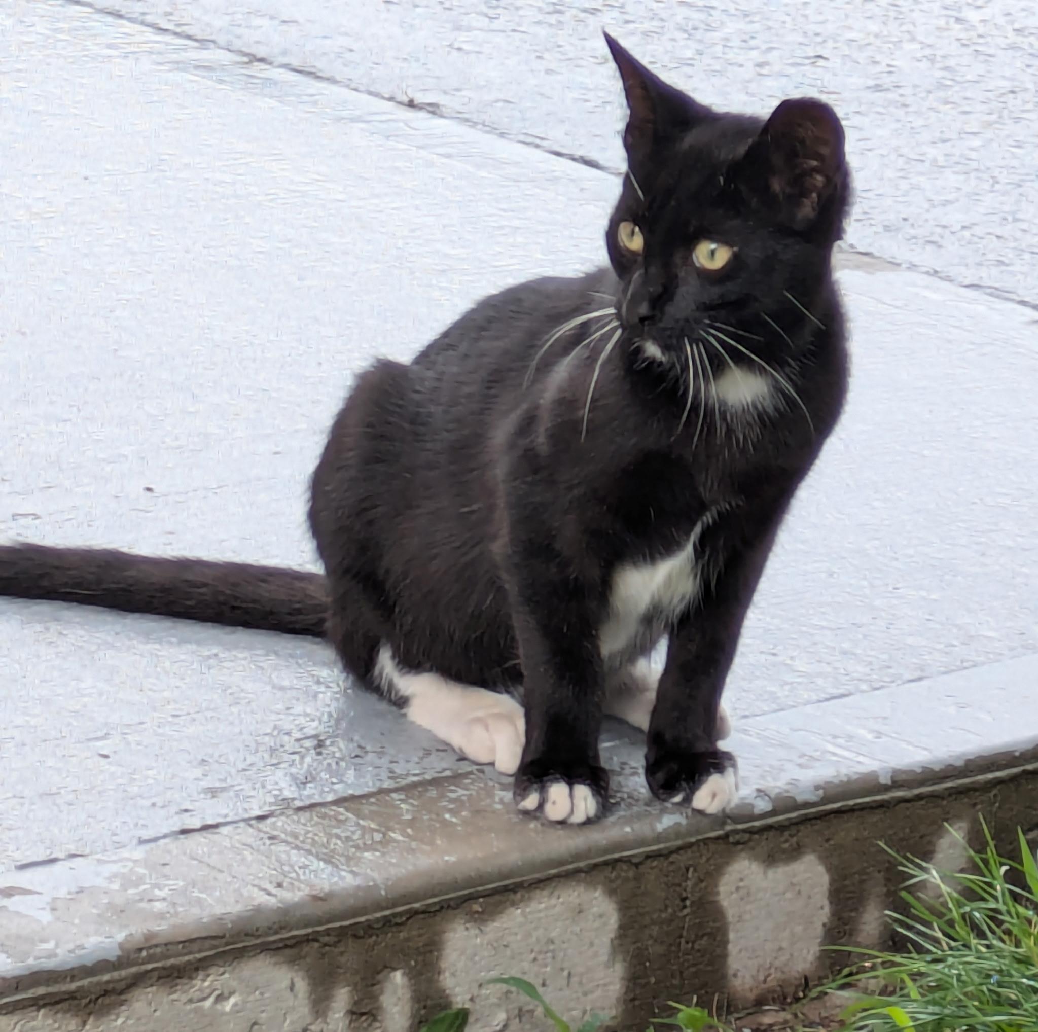 Enlarge Wonder Woman & Batman, a ADOPTABLE Domestic Short Hair in Bayonne, NJ image 2/6