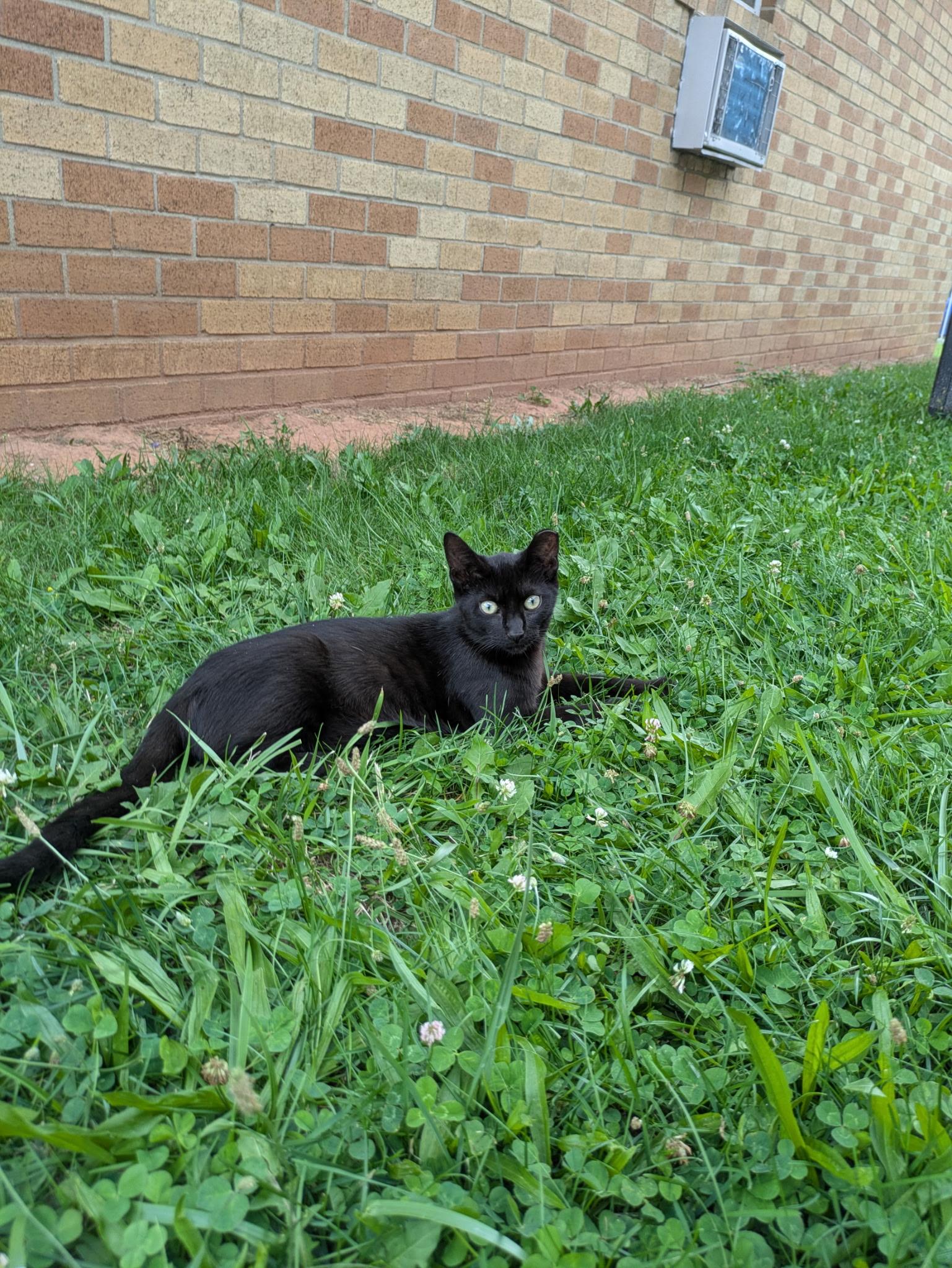 Enlarge Wonder Woman & Batman, a ADOPTABLE Domestic Short Hair in Bayonne, NJ image 5/6