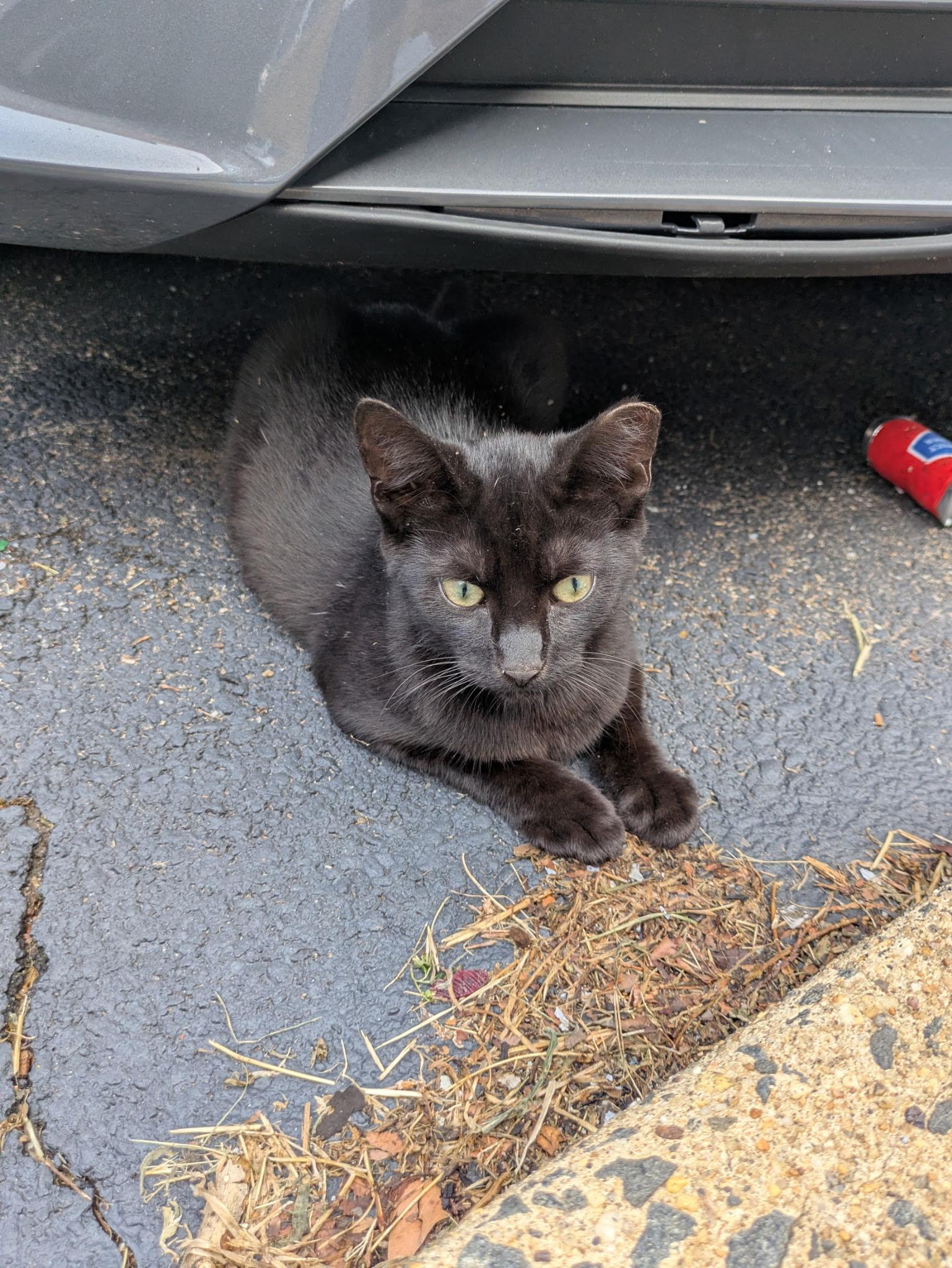 Enlarge Wonder Woman & Batman, a ADOPTABLE Domestic Short Hair in Bayonne, NJ image 4/6