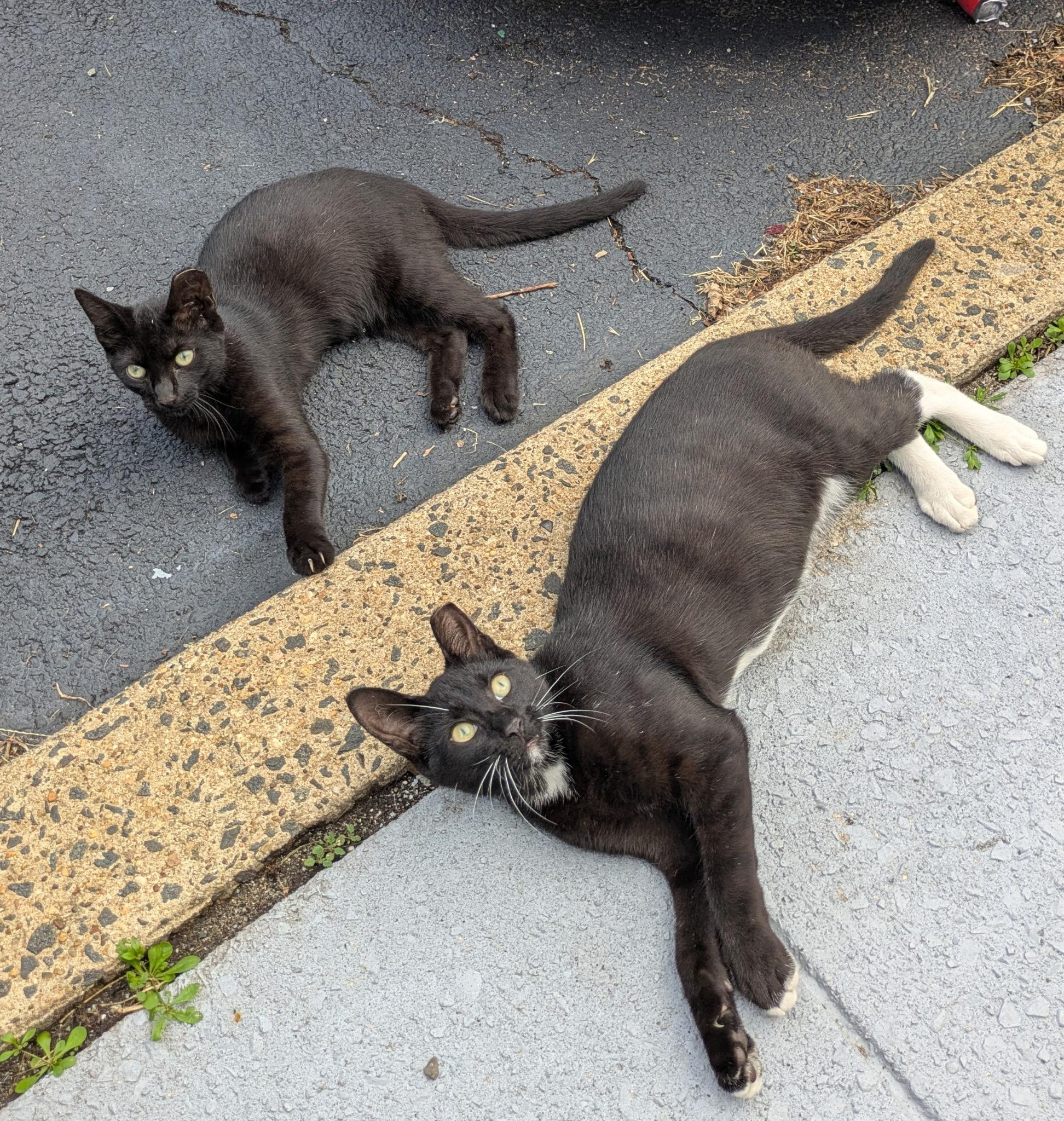 Enlarge Wonder Woman & Batman, a ADOPTABLE Domestic Short Hair in Bayonne, NJ image 1/6